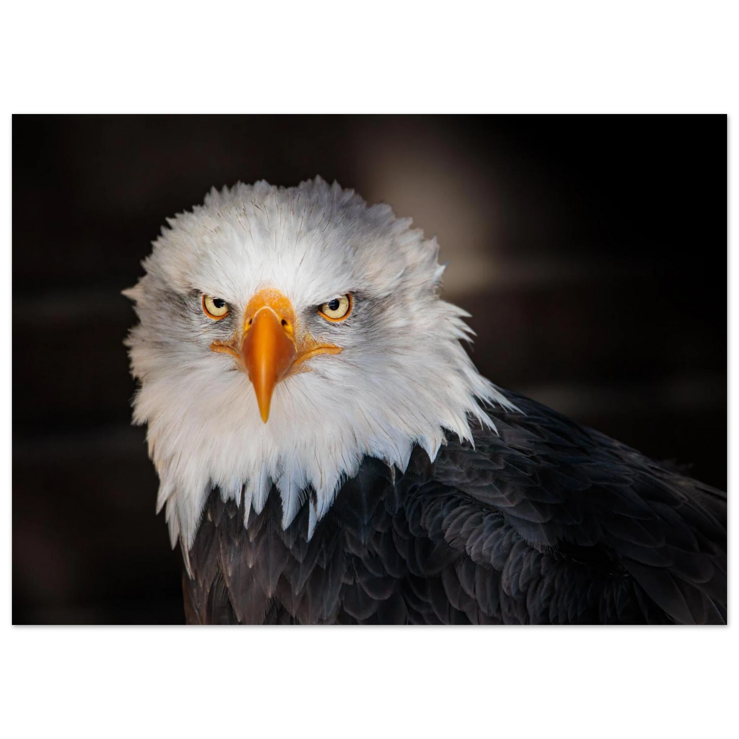 Wandbild majestaetischer adler ausdrucksstarke tierfotografie fuer ihr zuhause in vielen groessen erhaeltlich