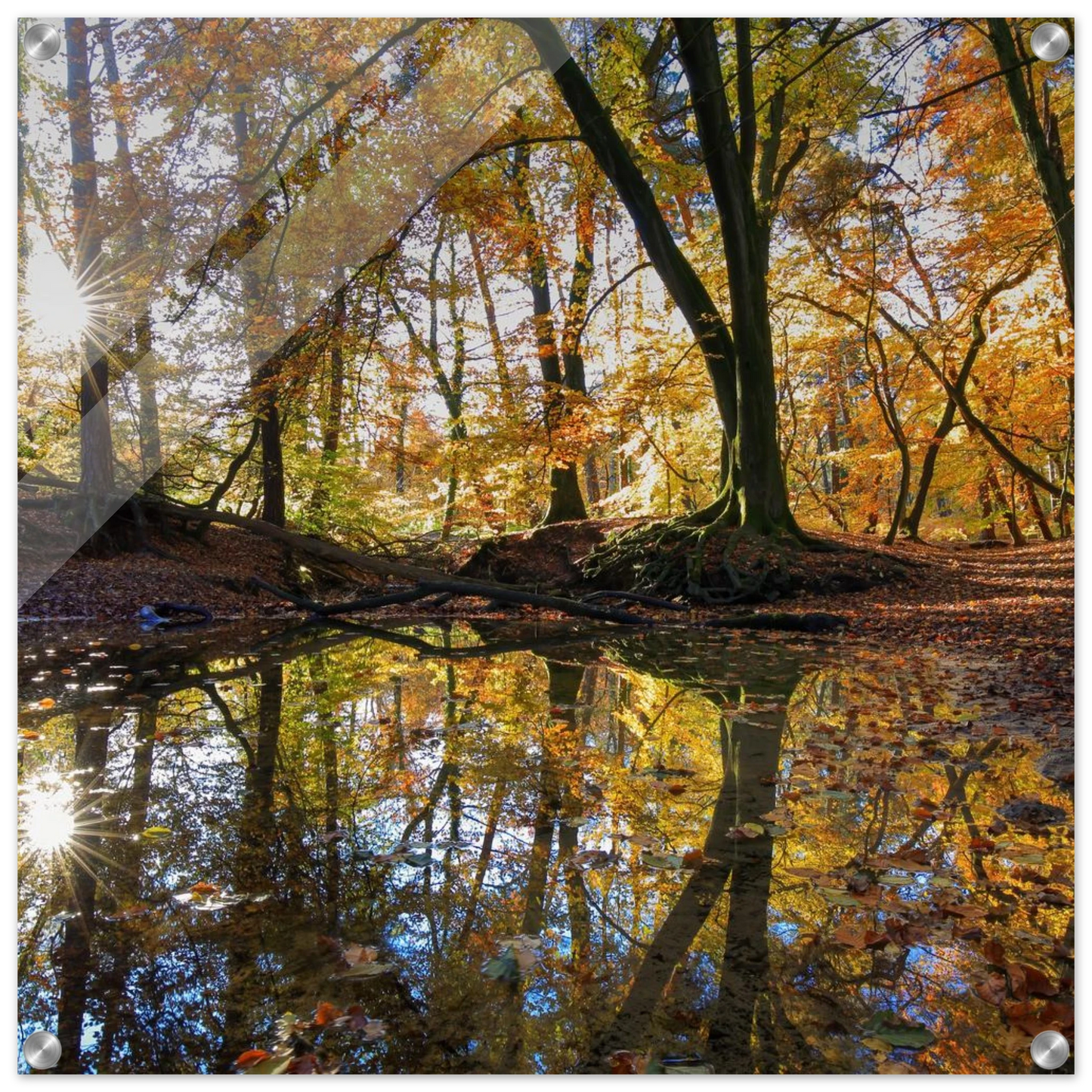 Wandbild goldener herbstwald stimmungsvolle spiegelung der natur in ihrer wunschgroesse