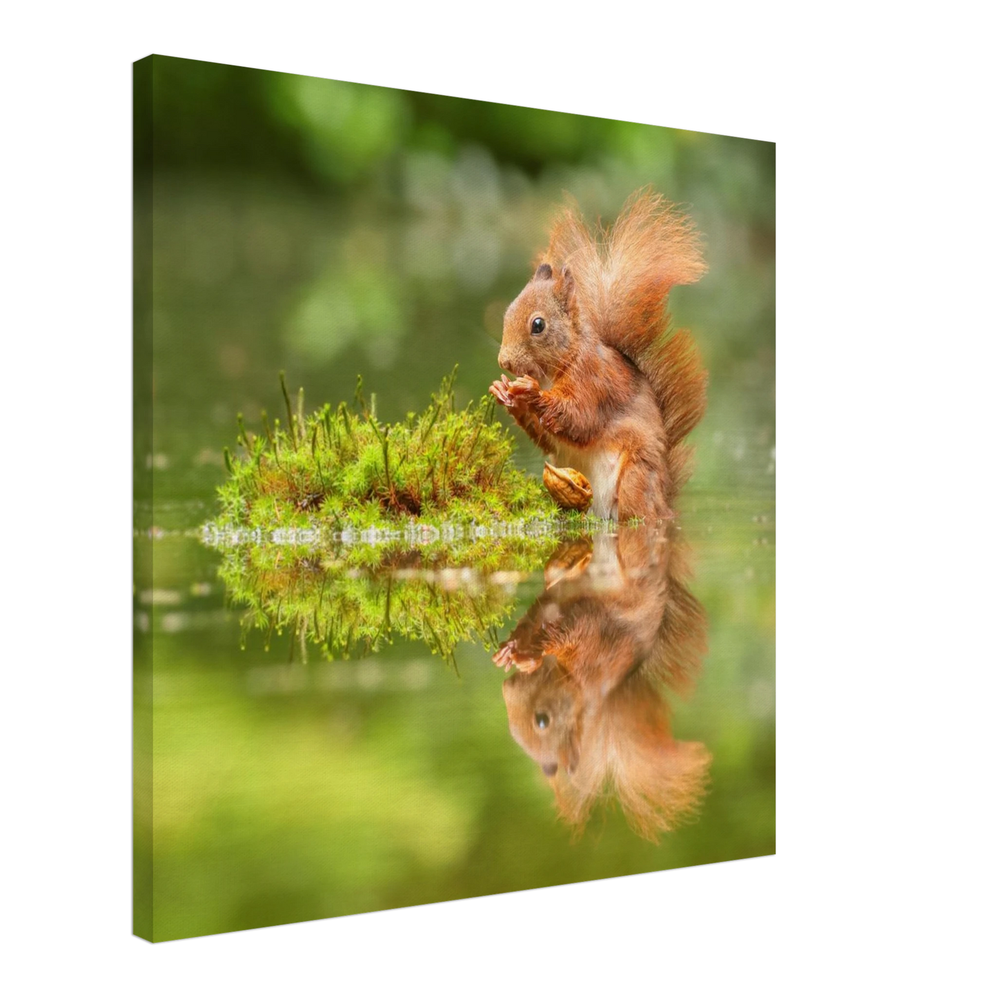 Wandbild bezauberndes eichhoernchen mit nuss ein spiegelbild der natur
