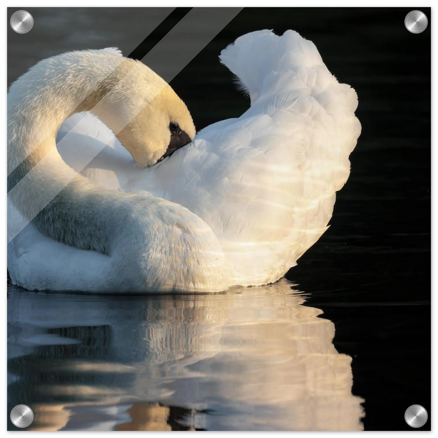Wandbild schwan bei sonnenuntergang elegante wandkunst fuer ihr zuhause
