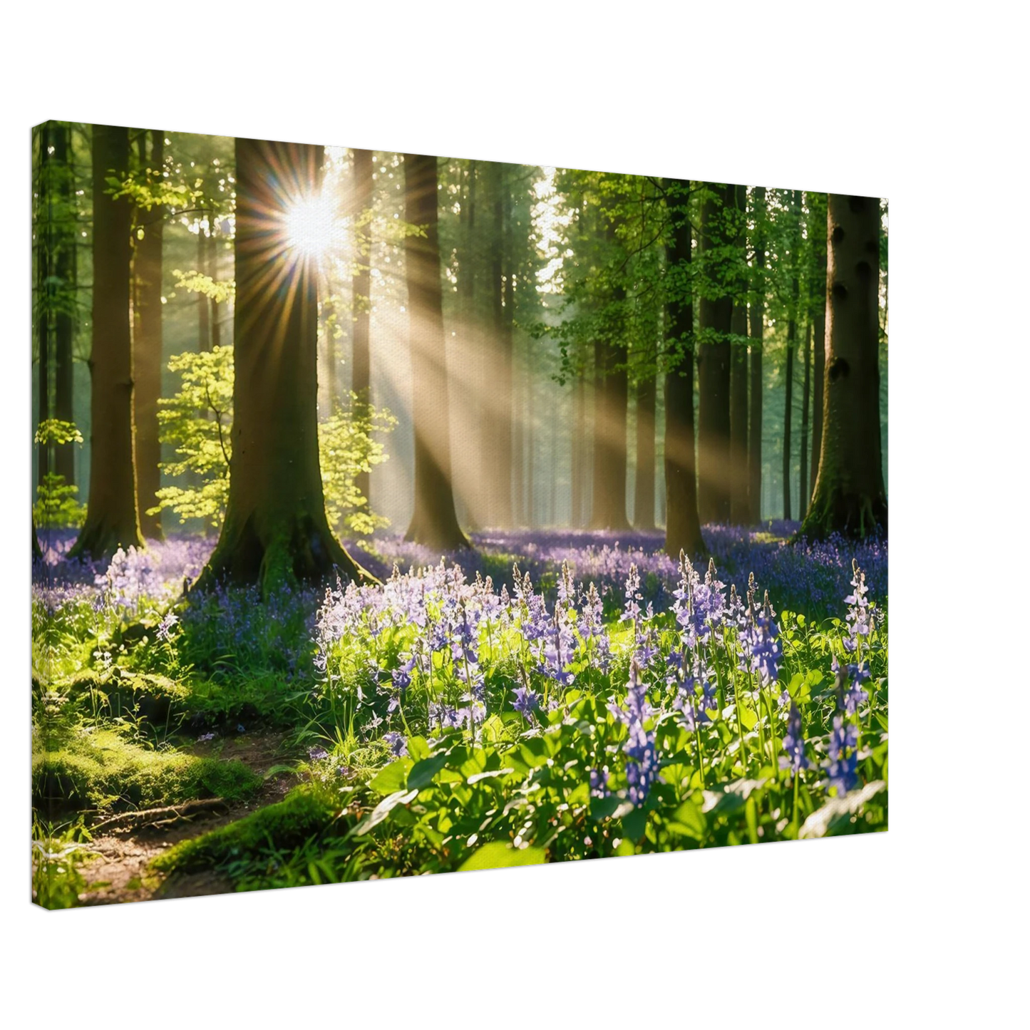 Wandbild mystischer morgenwald mit sonnenstrahlen und lila blueten in vielen groessen