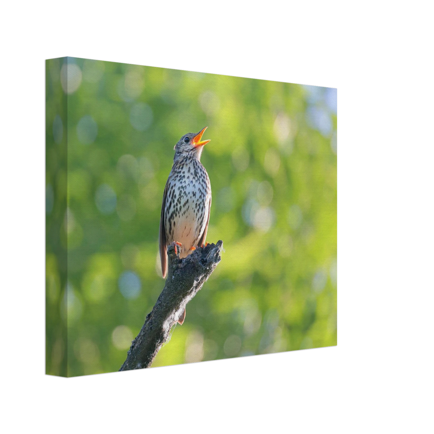 Wandbild bezaubernder singvogel in gruen ein naturportraet fuer ihr zuhause in vielen groessen