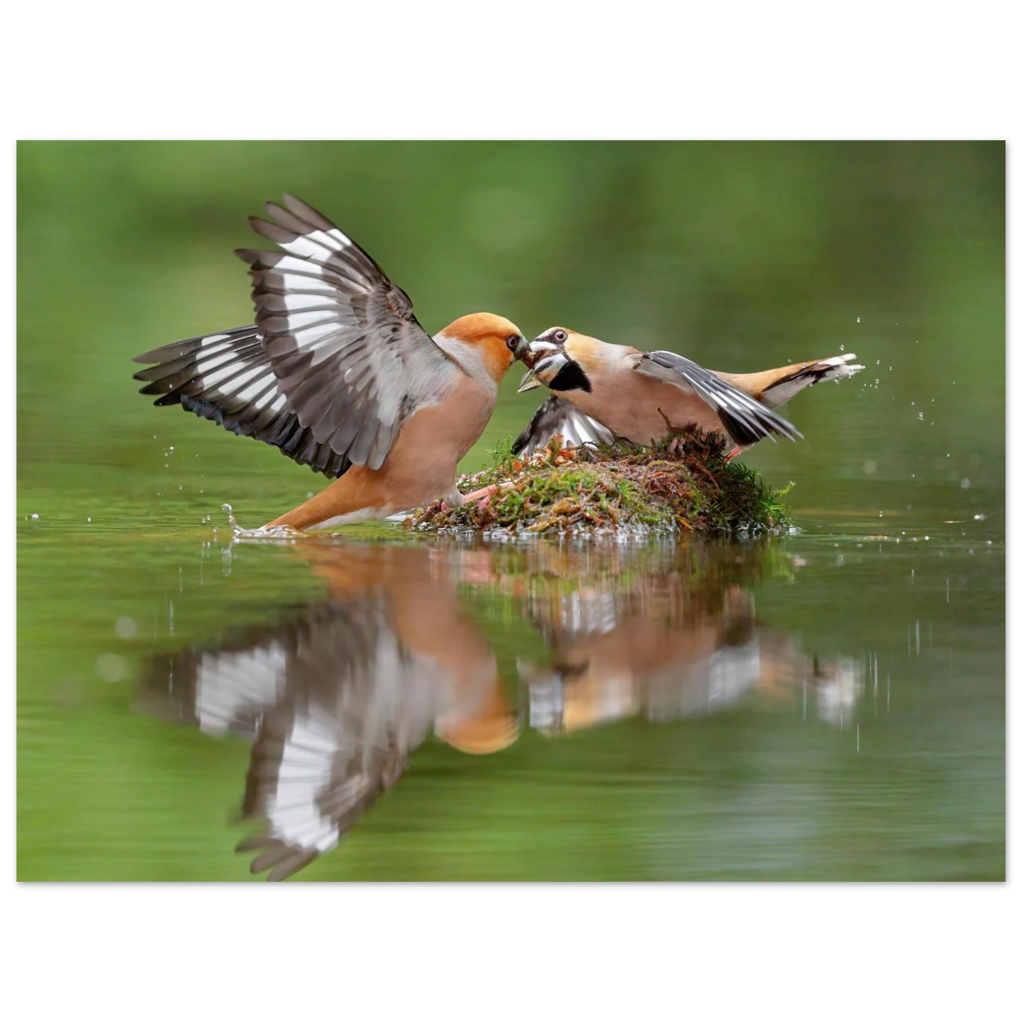 Wandbild momente der natur spektakulaerer kampf der voegel ueber dem wasser