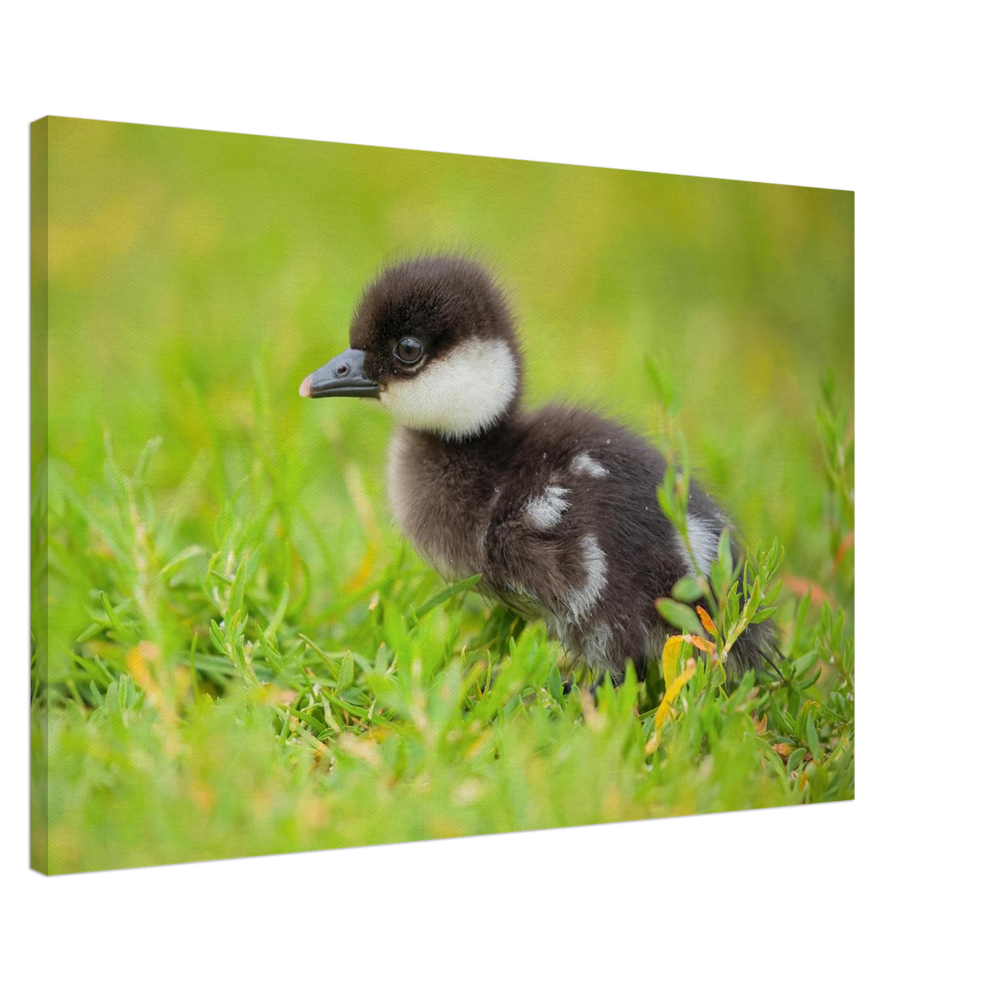 Wandbild bezauberndes entenkueken suesse tiermotive fuer kinderzimmer naturfreunde in vielen groessen