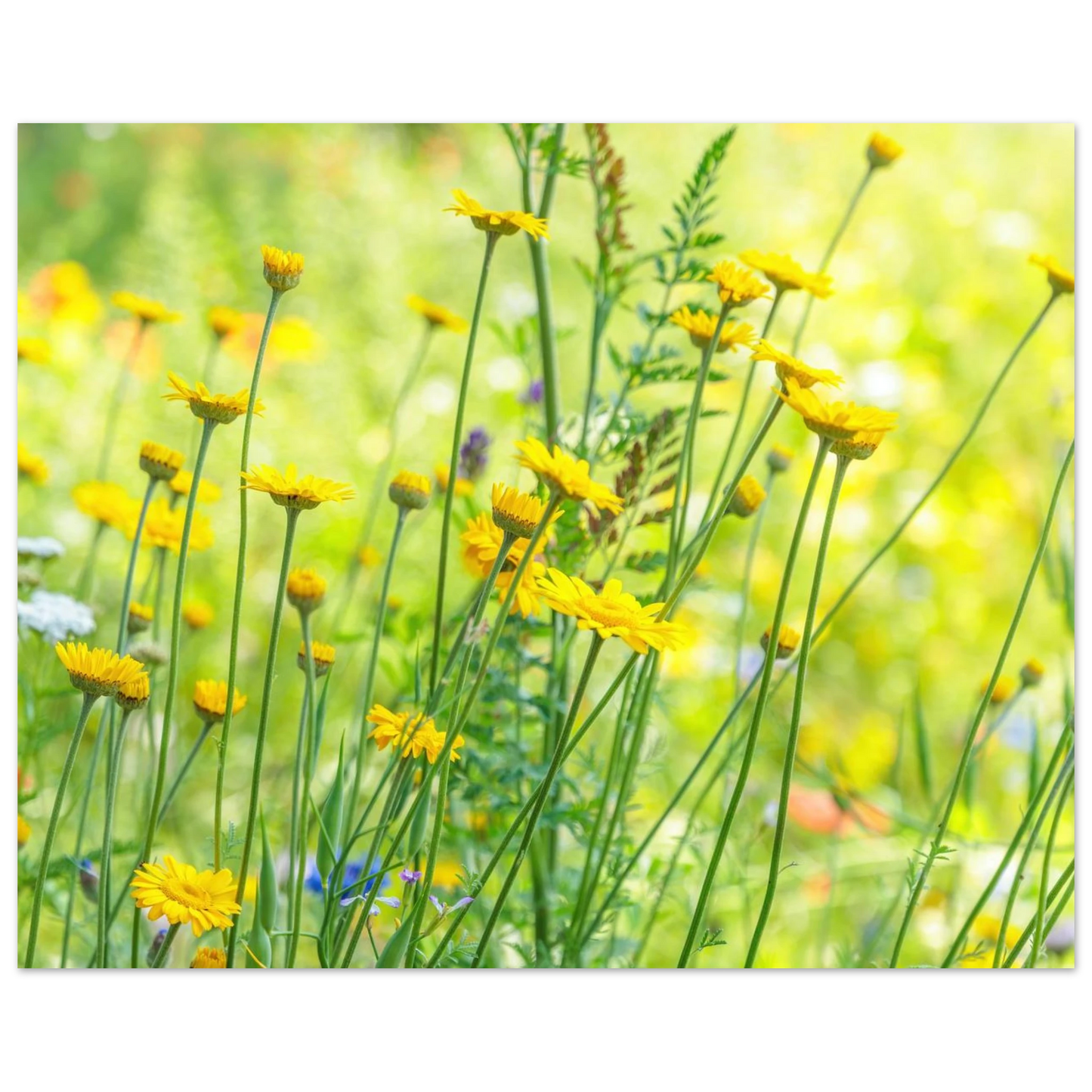 Wandbild sunshine meadow lebendiger blumen druck in verschiedenen groessen