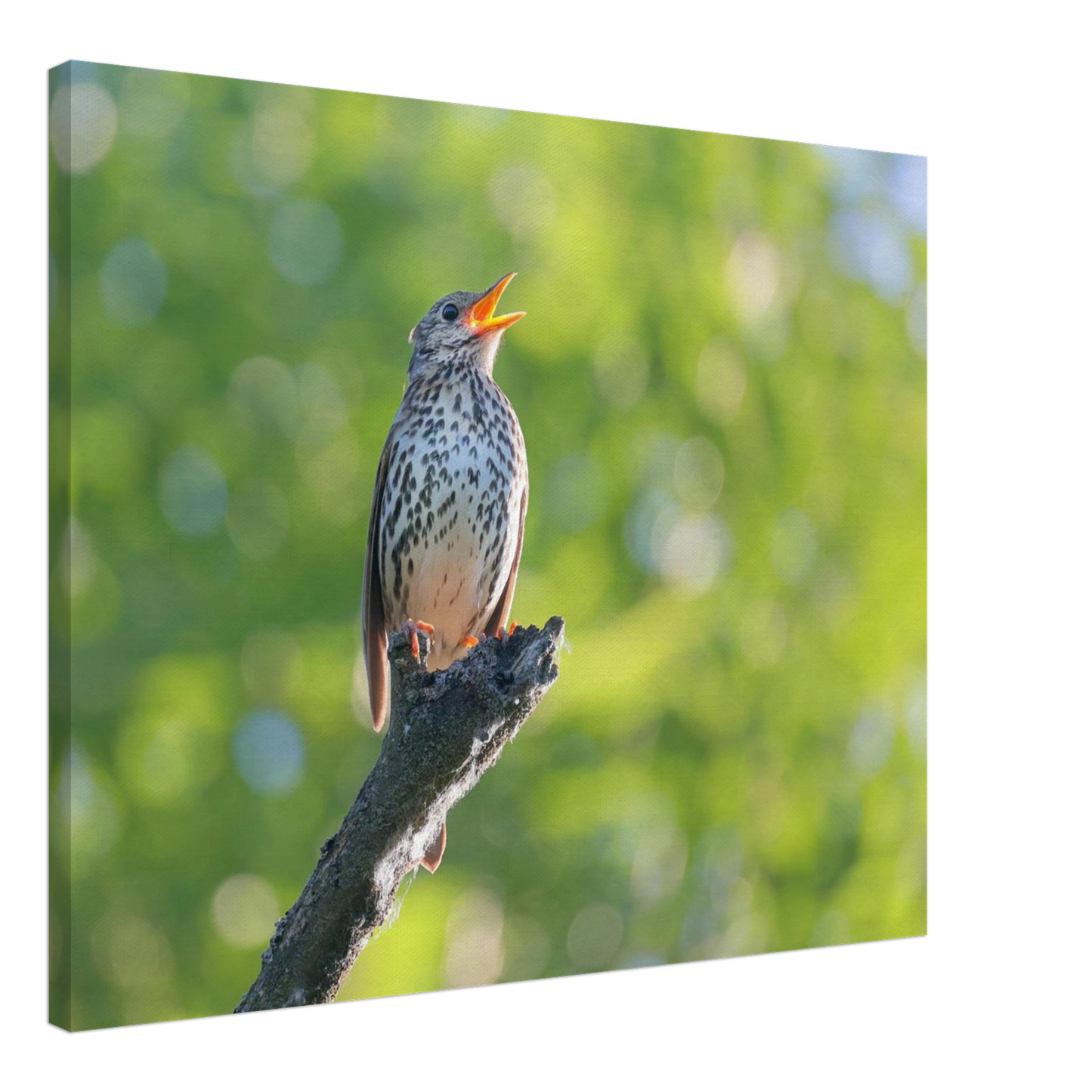 Wandbild bezaubernder singvogel in gruen ein naturportraet fuer ihr zuhause in vielen groessen