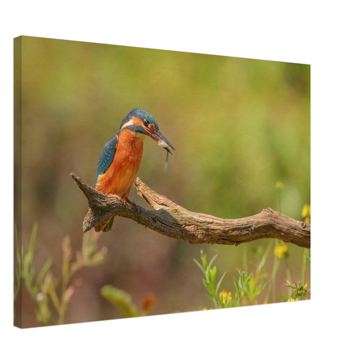 Wandbild eisvogel farbpracht leuchtende naturkunst fuer ihr zuhause in vielen groessen