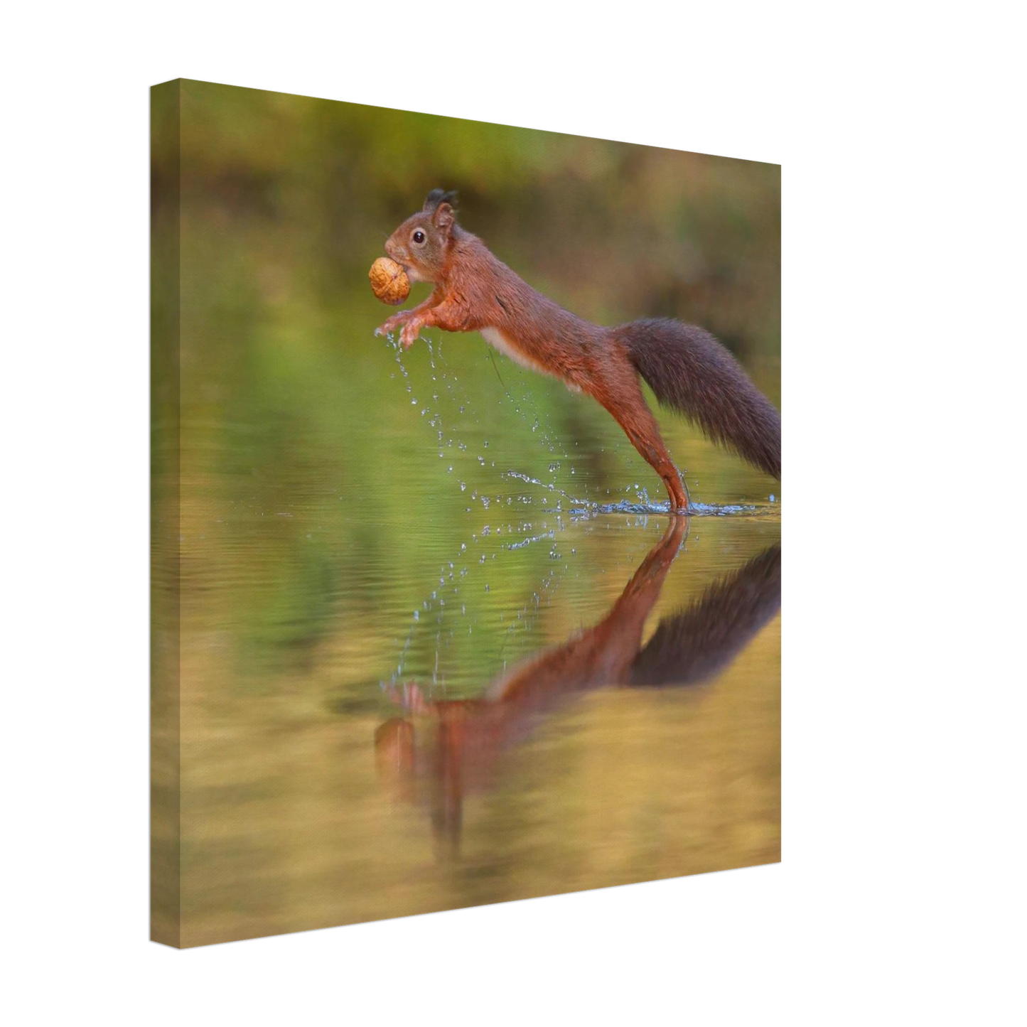Wandbild eichhoernchen sprung dynamisches tierportrait auf premium leinwand in verschiedenen groessen erhaeltlich