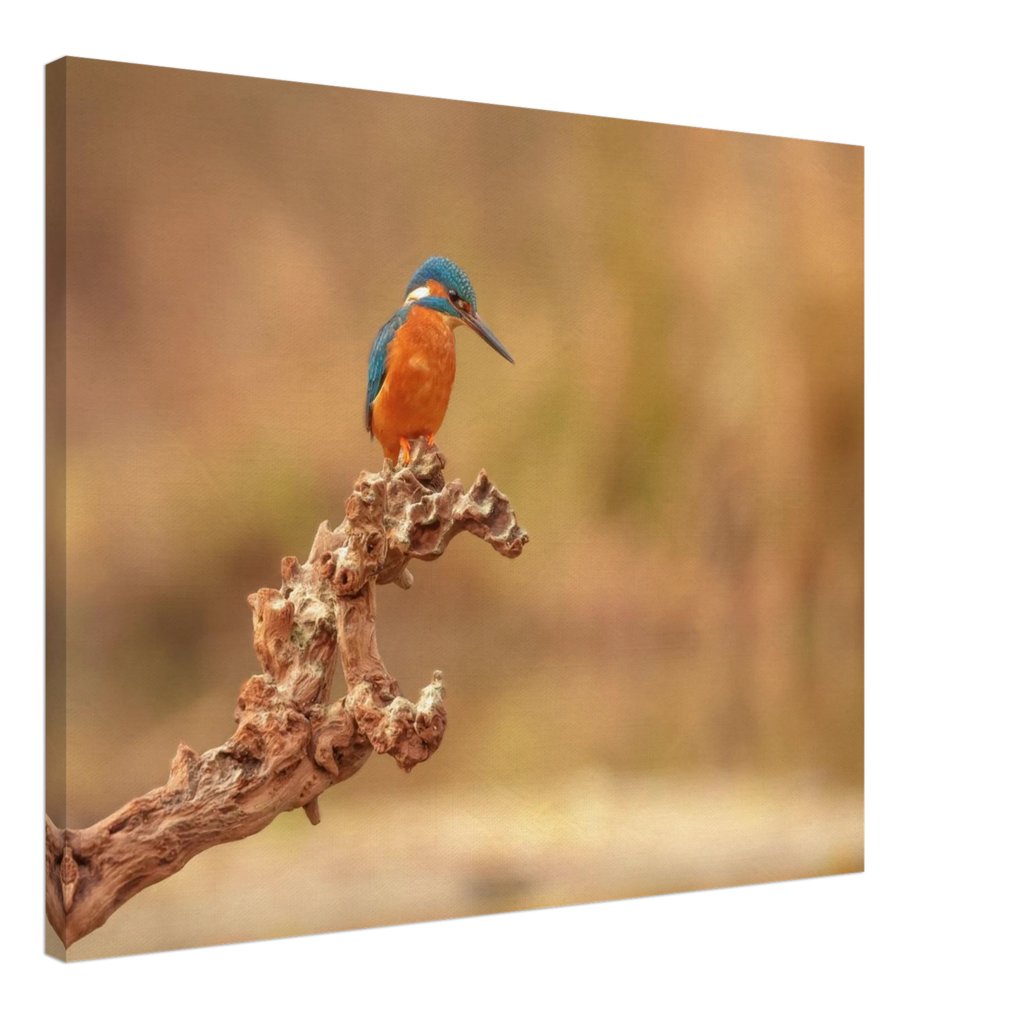 Wandbild eisvogel lebendige naturkunst fuer ihr zuhause in vielen groessen