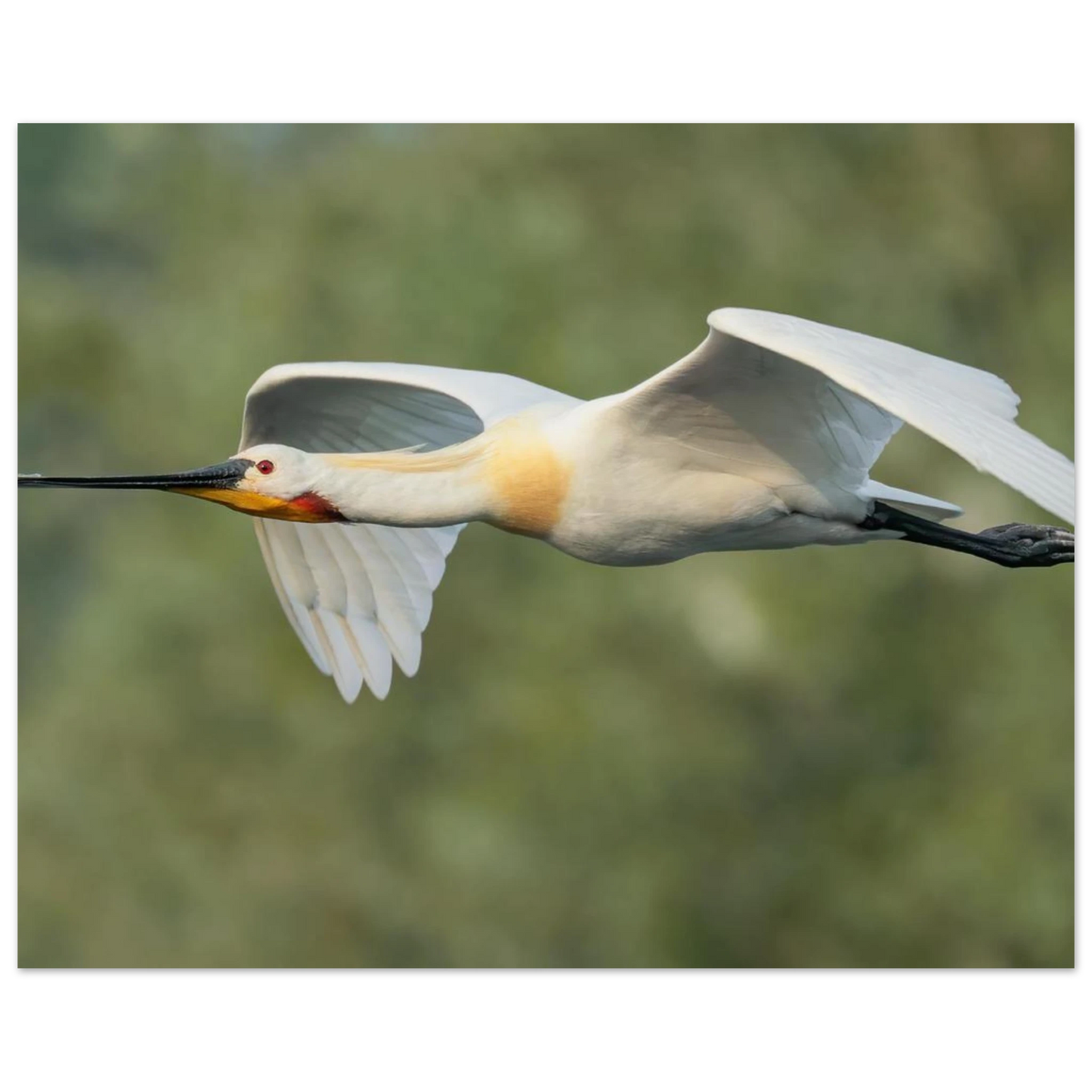 Wandbild eleganter loeffler im flug naturfotografie fuer ihr zuhause in vielen groessen
