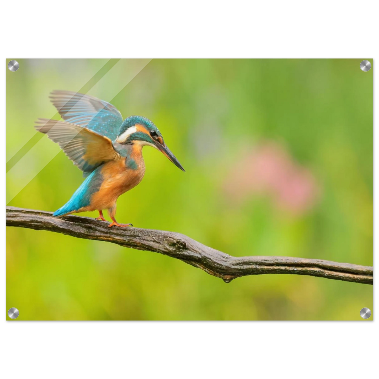 Wandbild eisvogel leuchtende federpracht auf natuerlichem ast in ihrer wunschgroesse