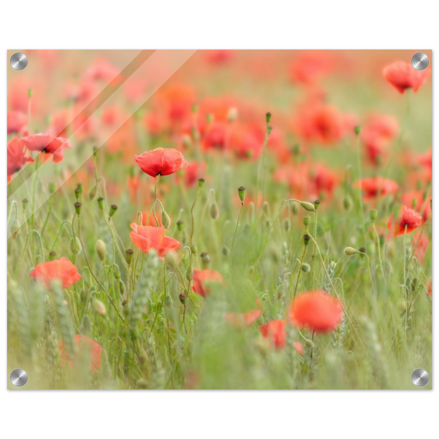 Wandbild vertraeumtes mohnblumenfeld ein stueck sommer fuer ihr zuhause in vielen groessen