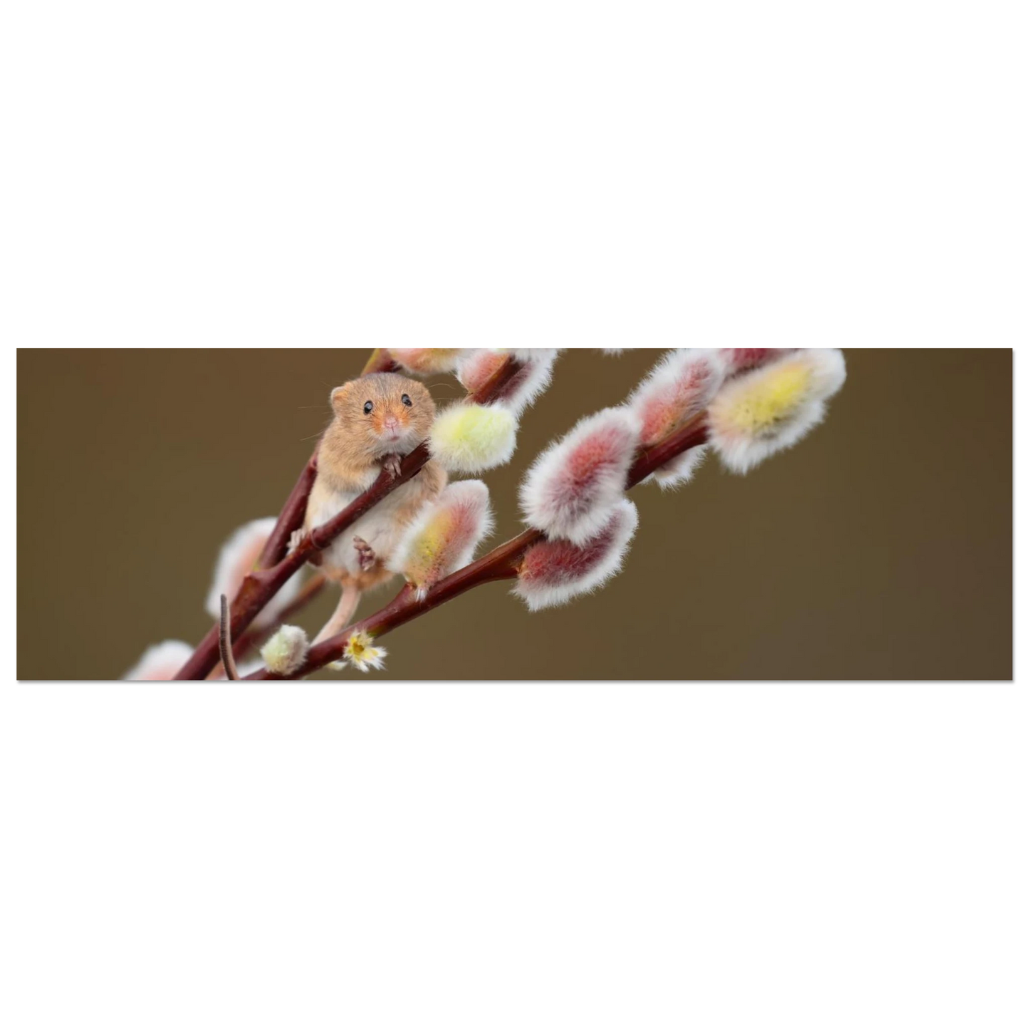 Wandbild niedliche erntemaus an flauschigen weidenkaetzchen ein zauberhafter naturmoment fuer ihre waende