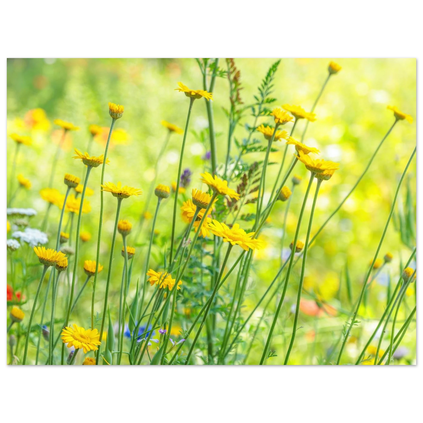 Wandbild sunshine meadow lebendiger blumen druck in verschiedenen groessen