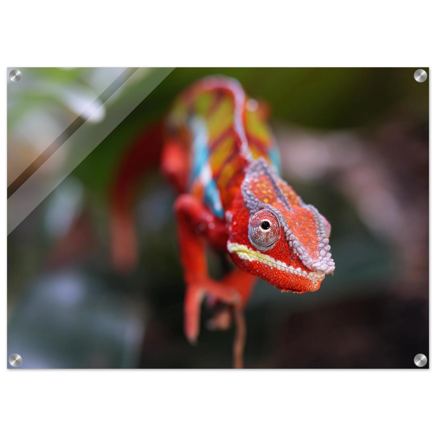 Wandbild faszinierendes chamaeleon portraet lebendige tierkunst fuer ihr zuhause in ihrer wunschgroesse
