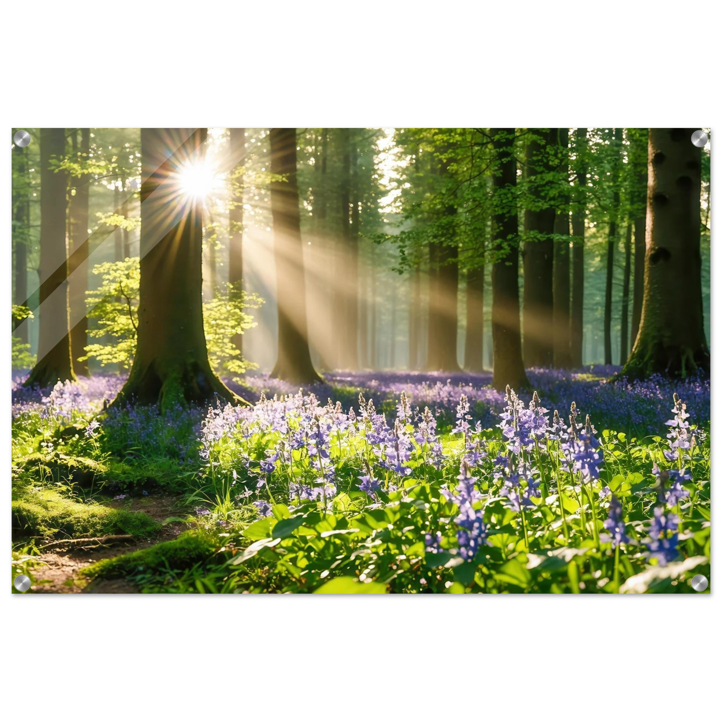 Wandbild mystischer morgenwald mit sonnenstrahlen und lila blueten in vielen groessen