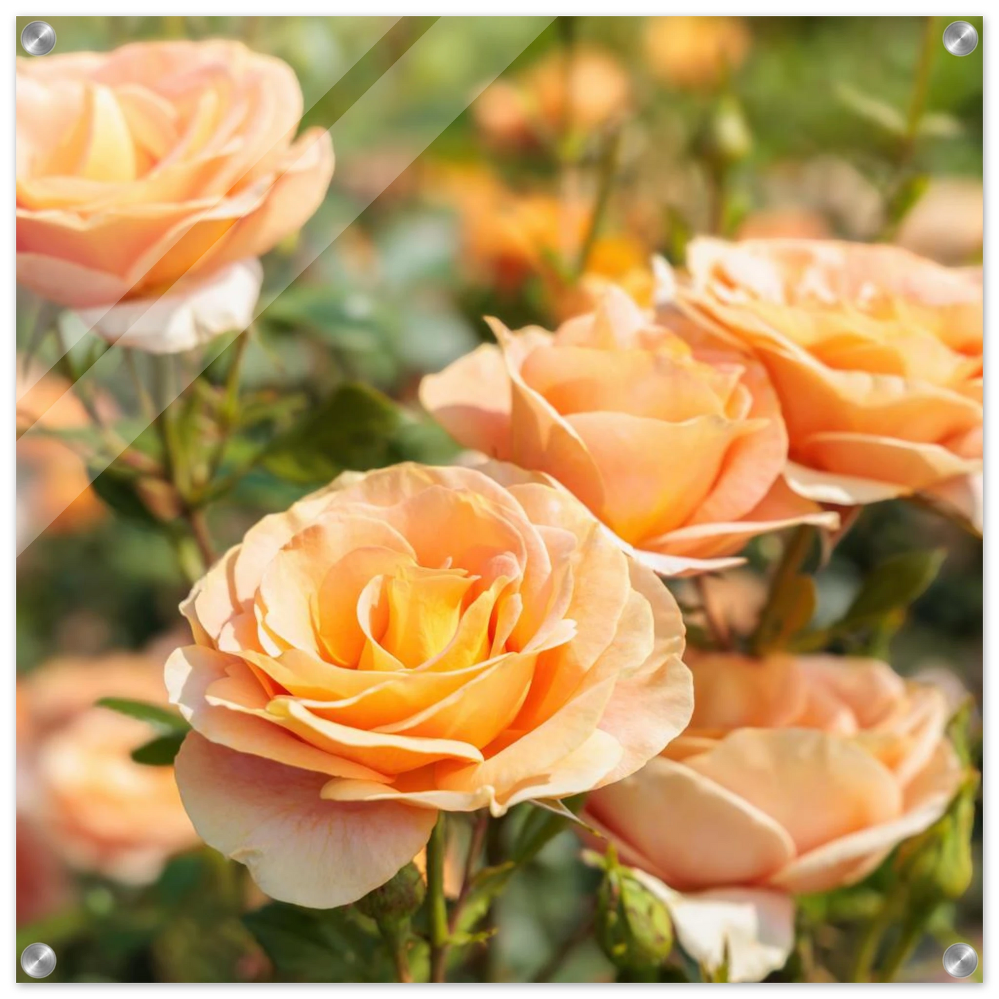 Wandbild romantische pfirsichrosen im sonnenschein botanische kunst fuer ihr zuhause in vielen groessen