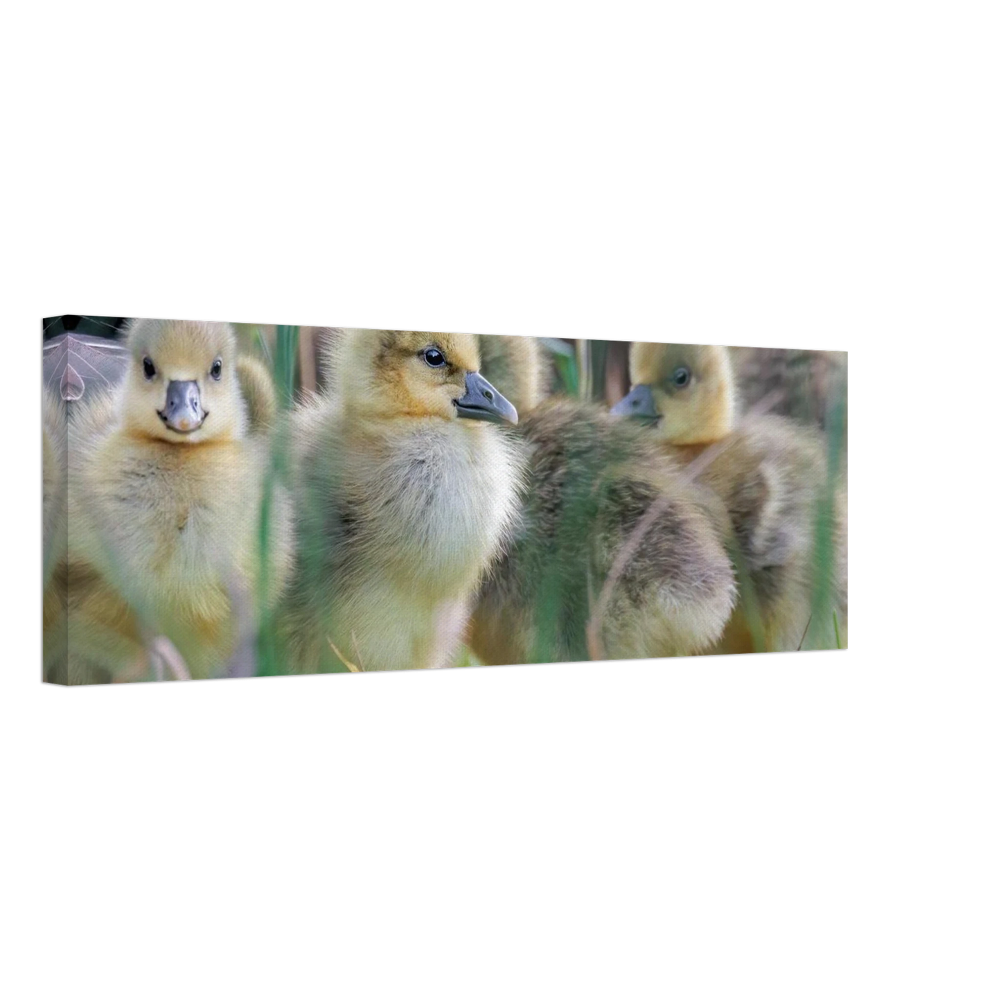 Wandbild kueken in zartgruen und gold suesse baby gans kunst in vielen groessen