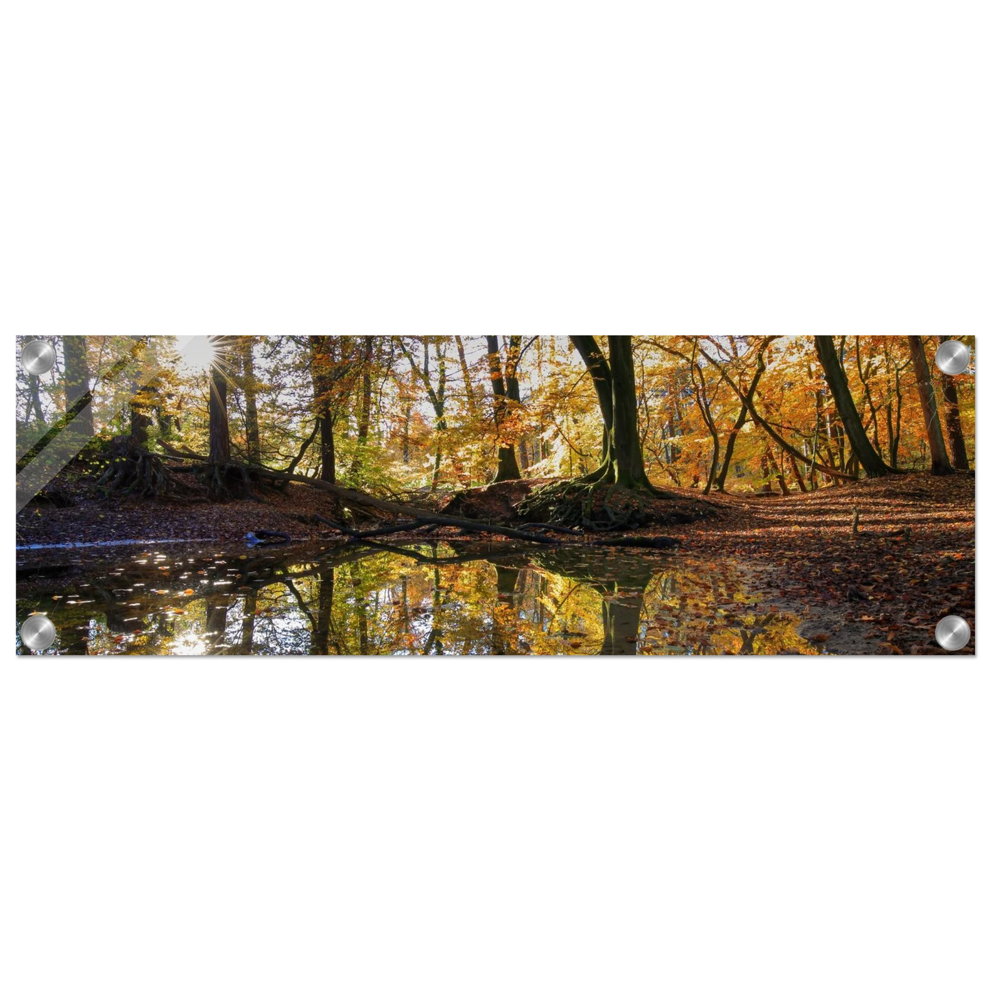Wandbild goldener herbstwald stimmungsvolle spiegelung der natur in ihrer wunschgroesse