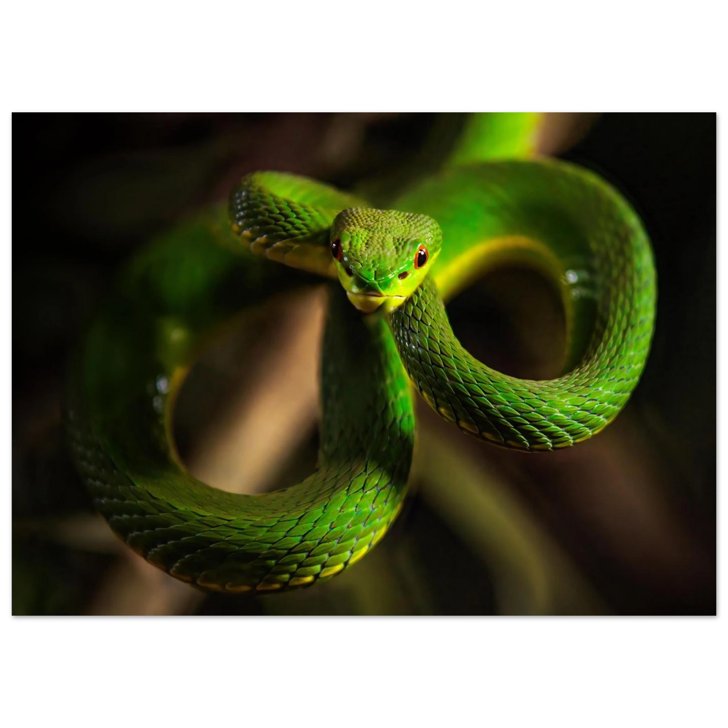 Wandbild der gruene baumviper ein hypnotischer blick in verschiedenen groessen