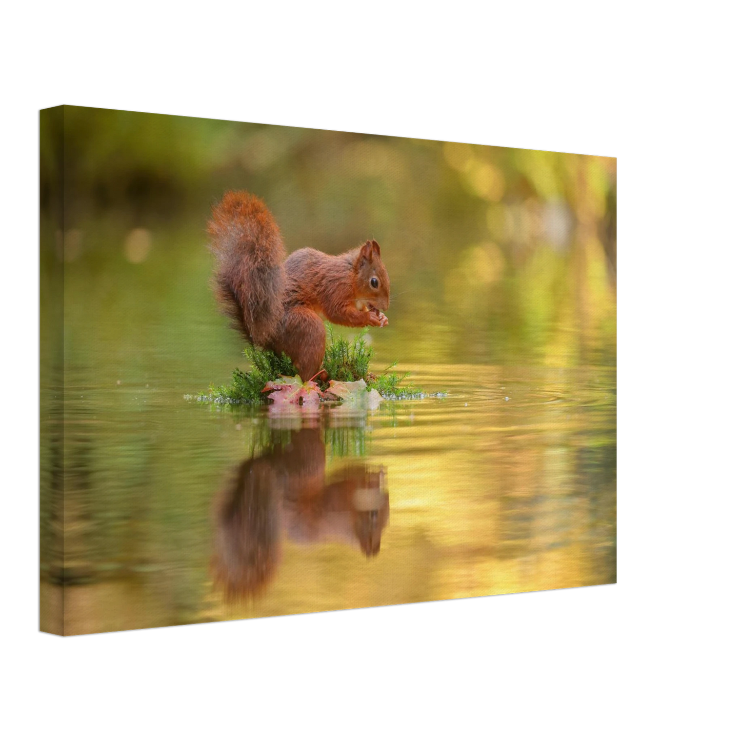 Wandbild bezauberndes eichhoernchen mit nuss lebendige wildtierkunst fuer ihr zuhause