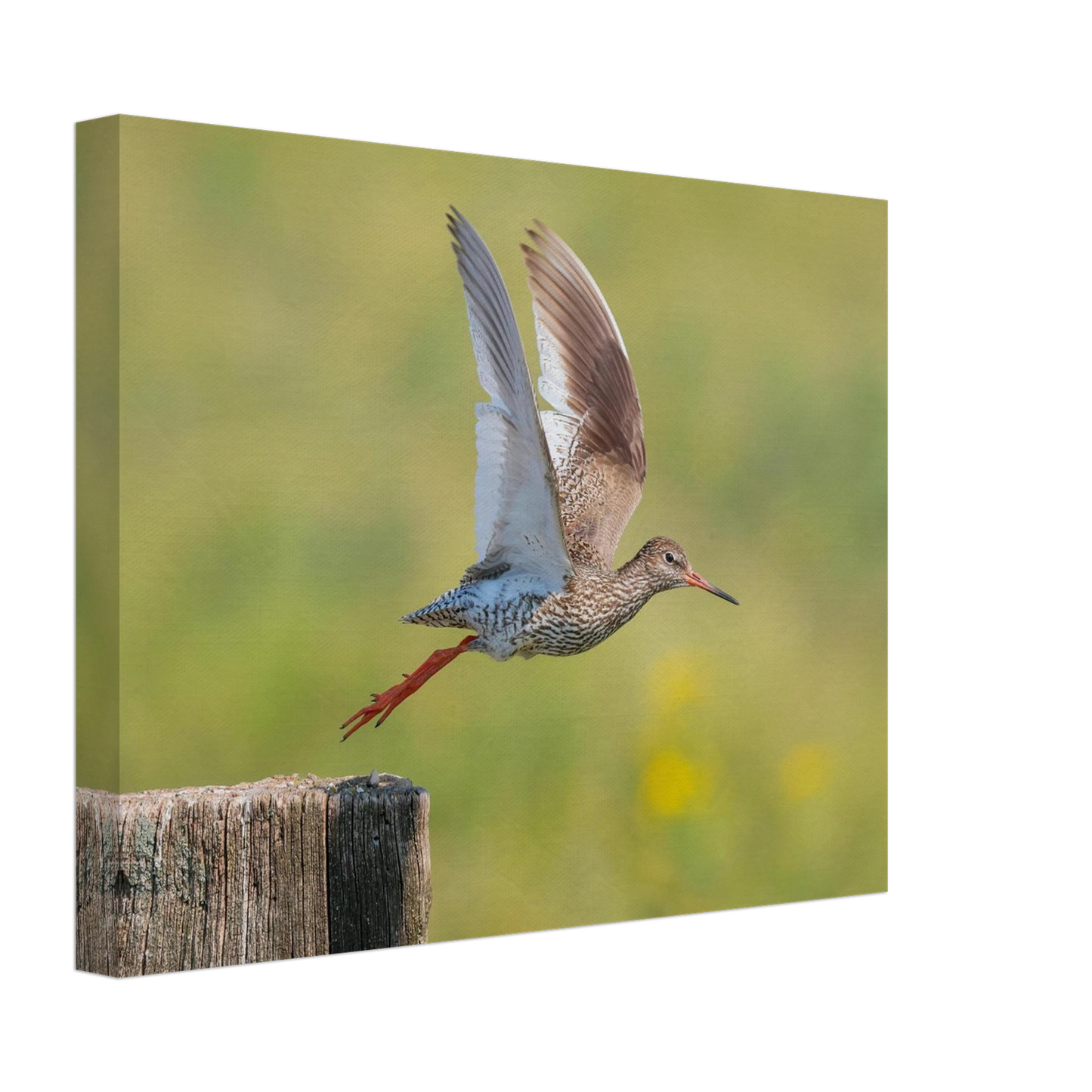 Wandbild der flug des rotschenkels dynamische tierkunst fuer ihr zuhause in vielen groessen erhaeltlich
