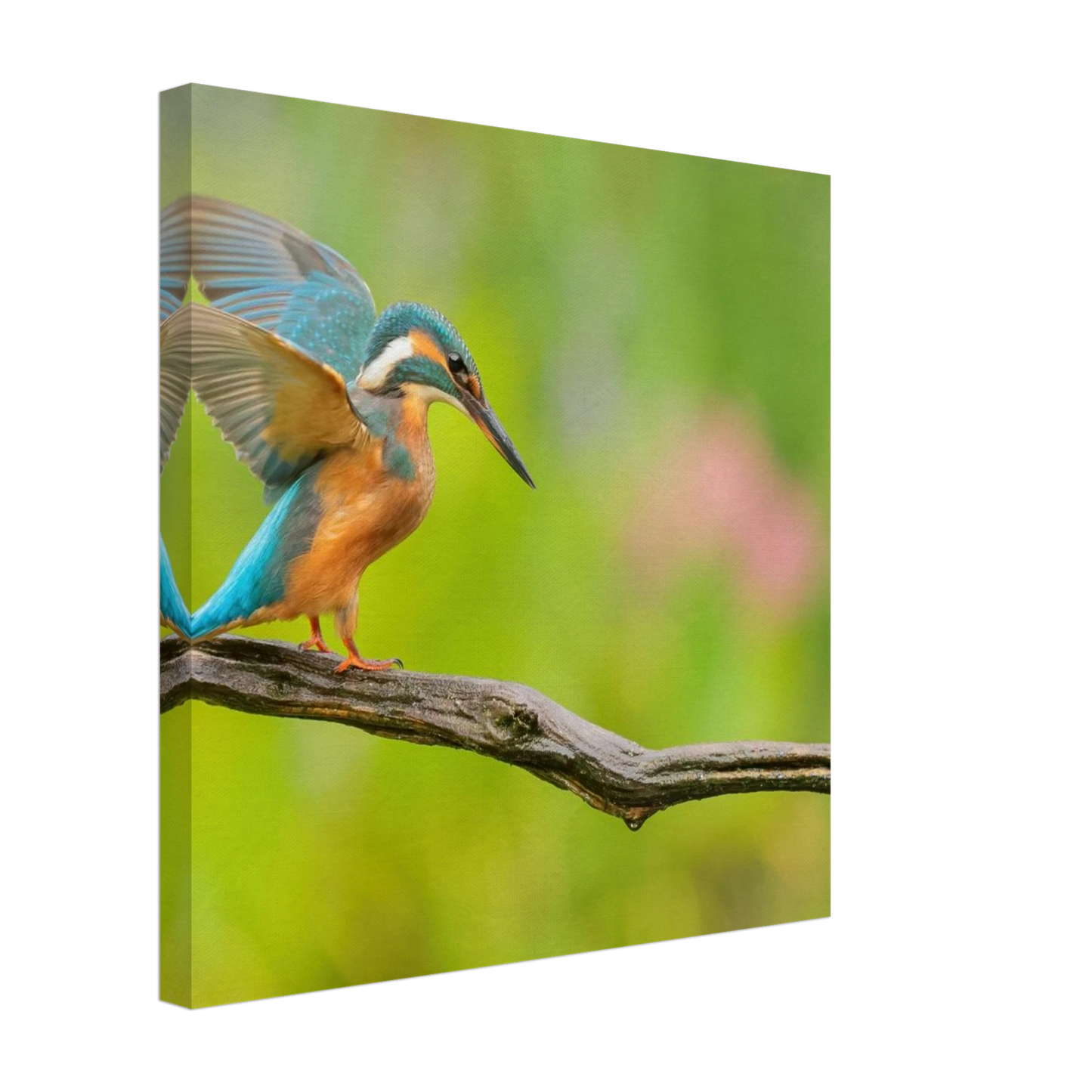Wandbild eisvogel leuchtende federpracht auf natuerlichem ast in ihrer wunschgroesse