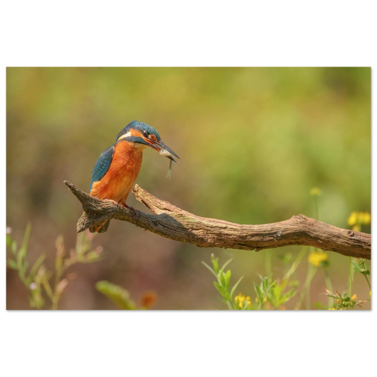 Wandbild eisvogel farbpracht leuchtende naturkunst fuer ihr zuhause in vielen groessen