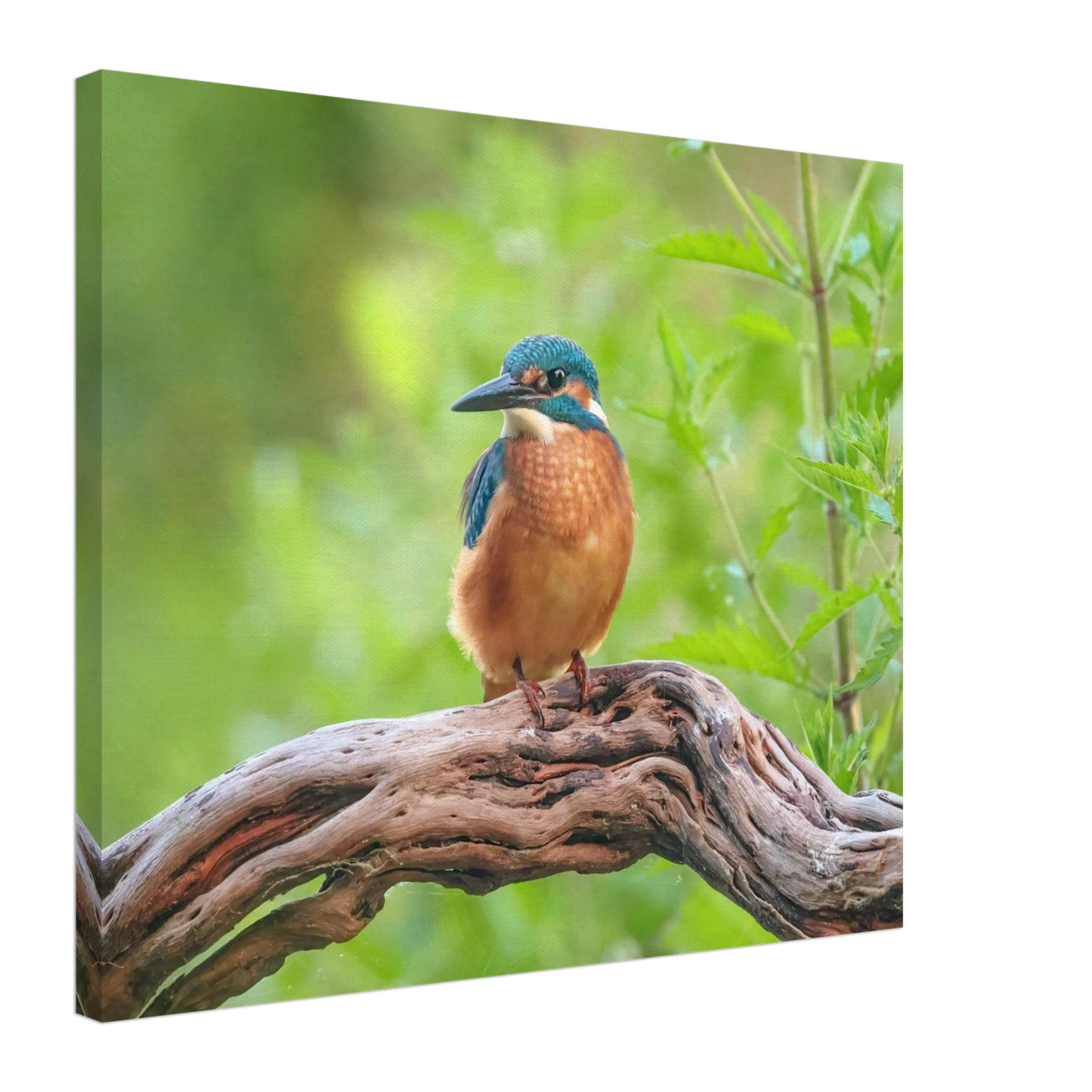 Wandbild eisvogel lebendige naturkunst fuer ihr zuhause in ihrer wunschgroesse 2