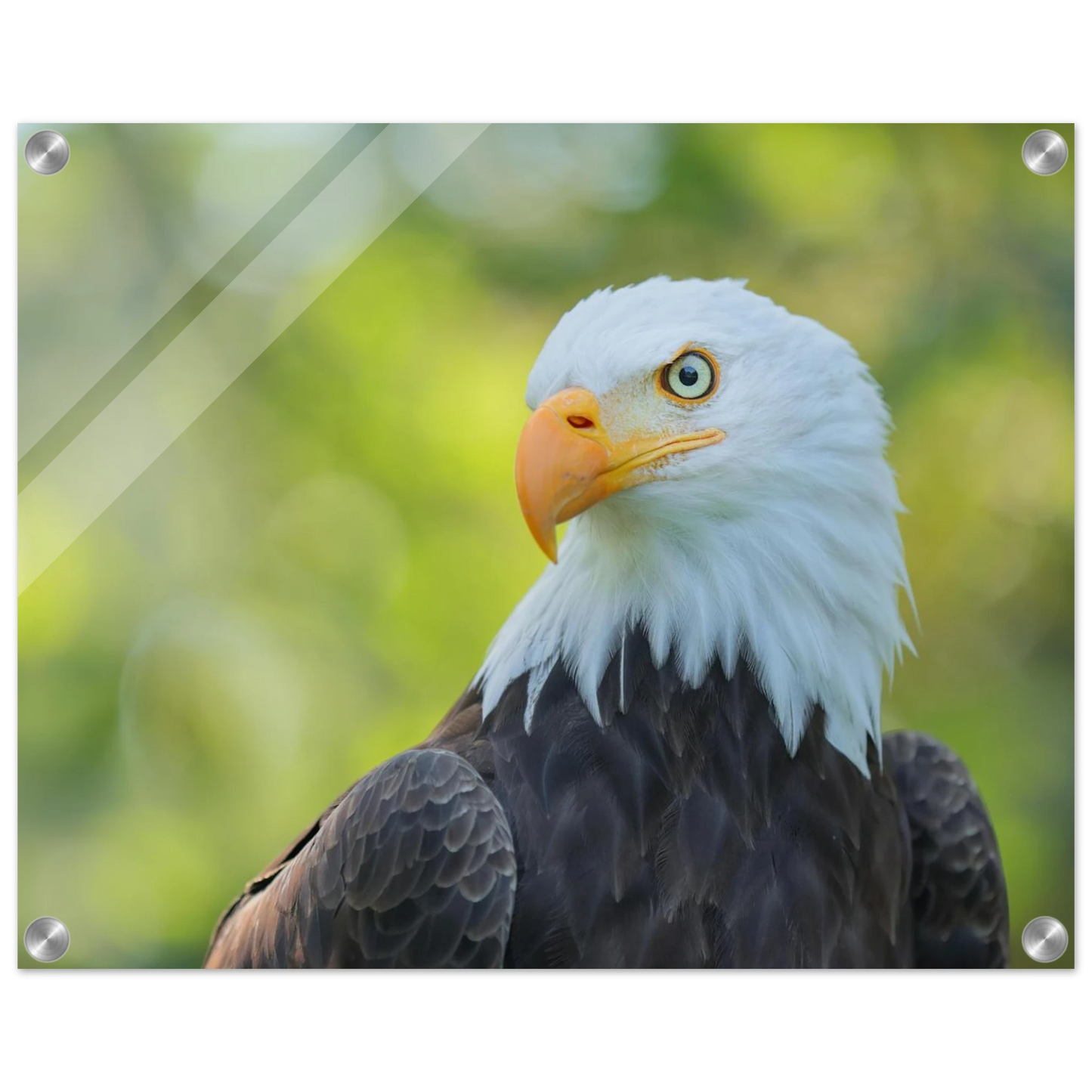 Wandbild majestaetischer weisskopfseeadler eine ode an die freiheit in ihrer wunschgroesse