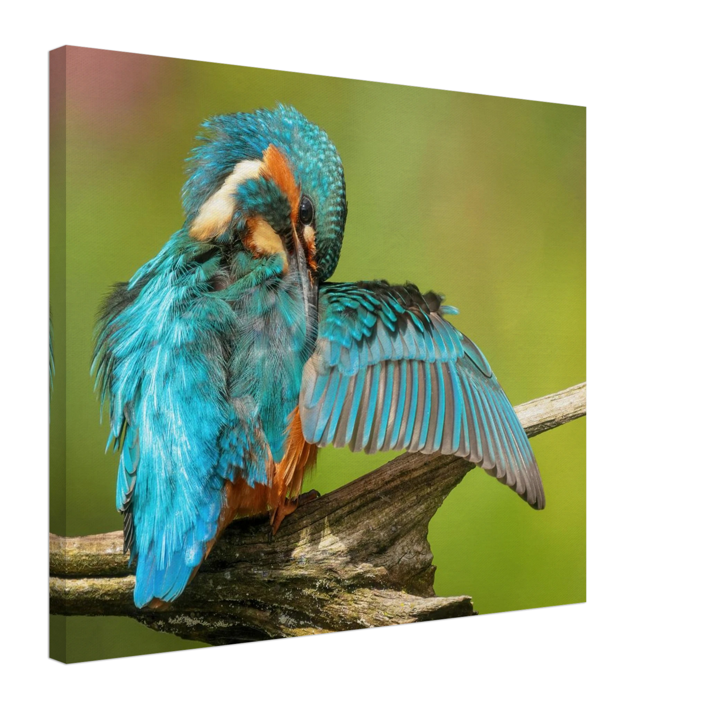Wandbild eisvogel lebendige farbenpracht der natur auf leinwand