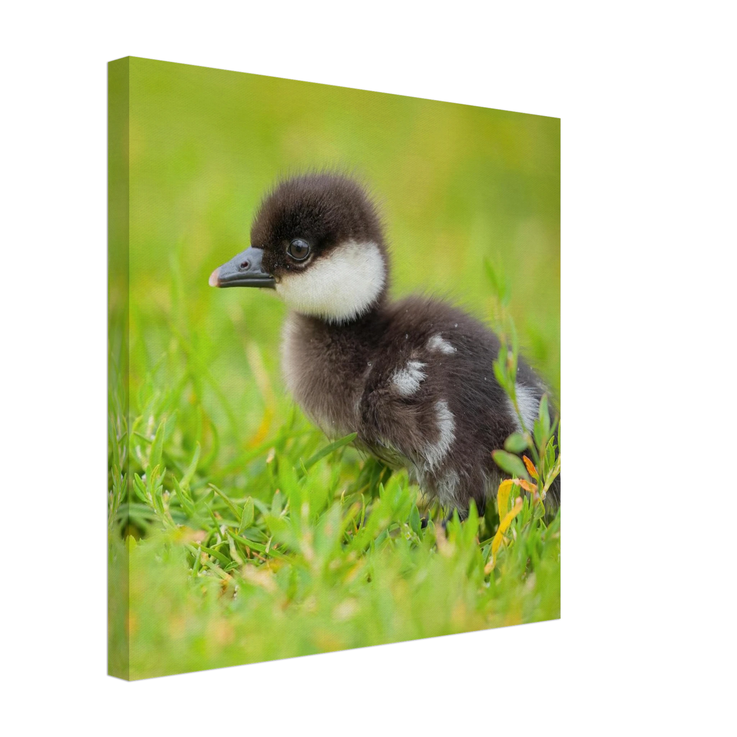 Wandbild bezauberndes entenkueken suesse tiermotive fuer kinderzimmer naturfreunde in vielen groessen