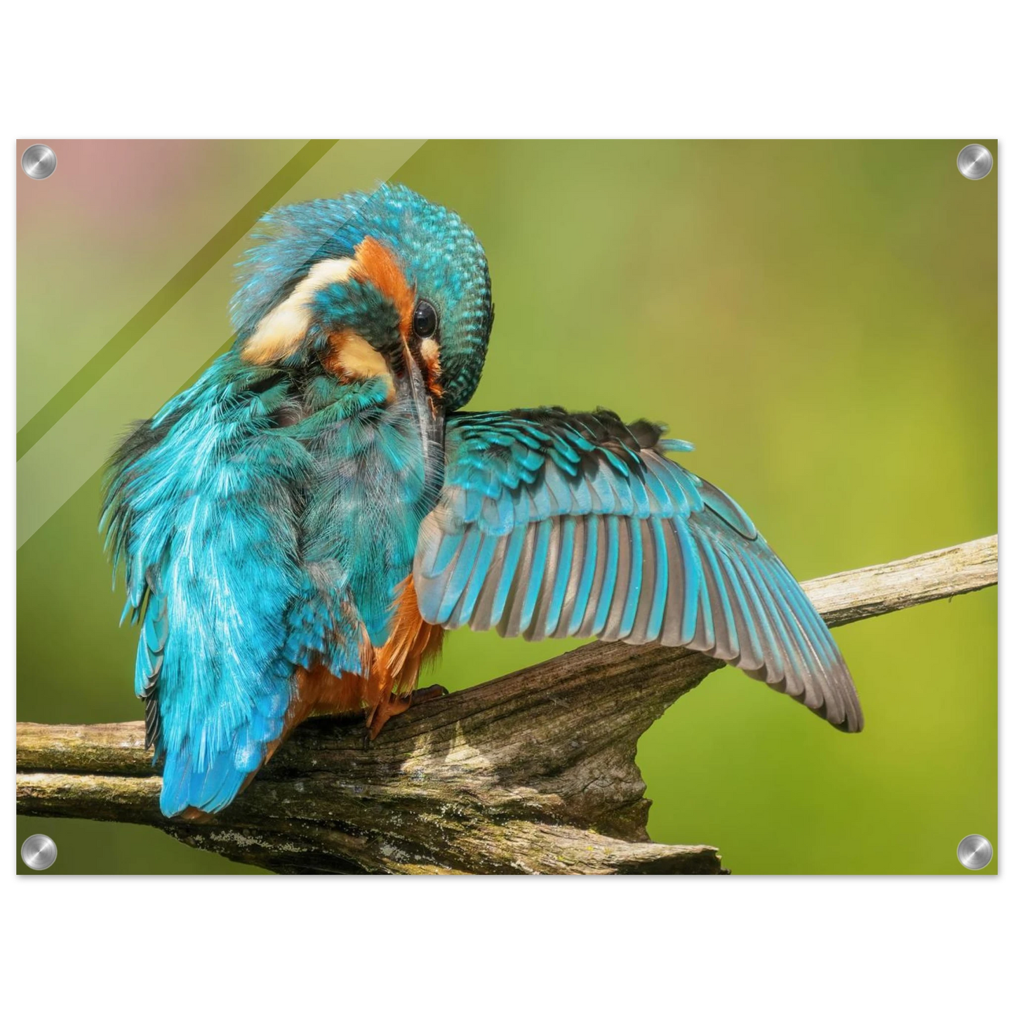 Wandbild eisvogel lebendige farbenpracht der natur auf leinwand