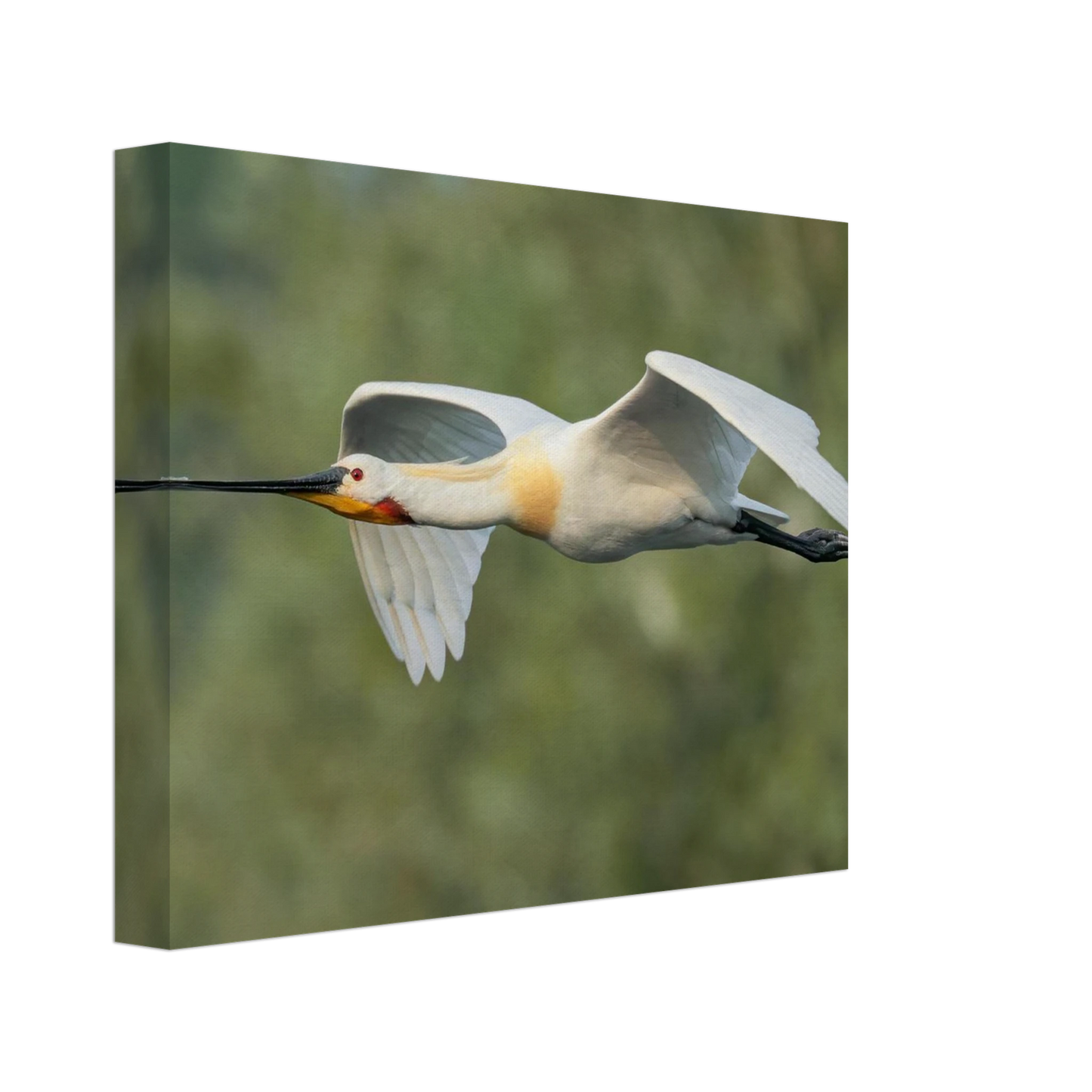 Wandbild eleganter loeffler im flug naturfotografie fuer ihr zuhause in vielen groessen