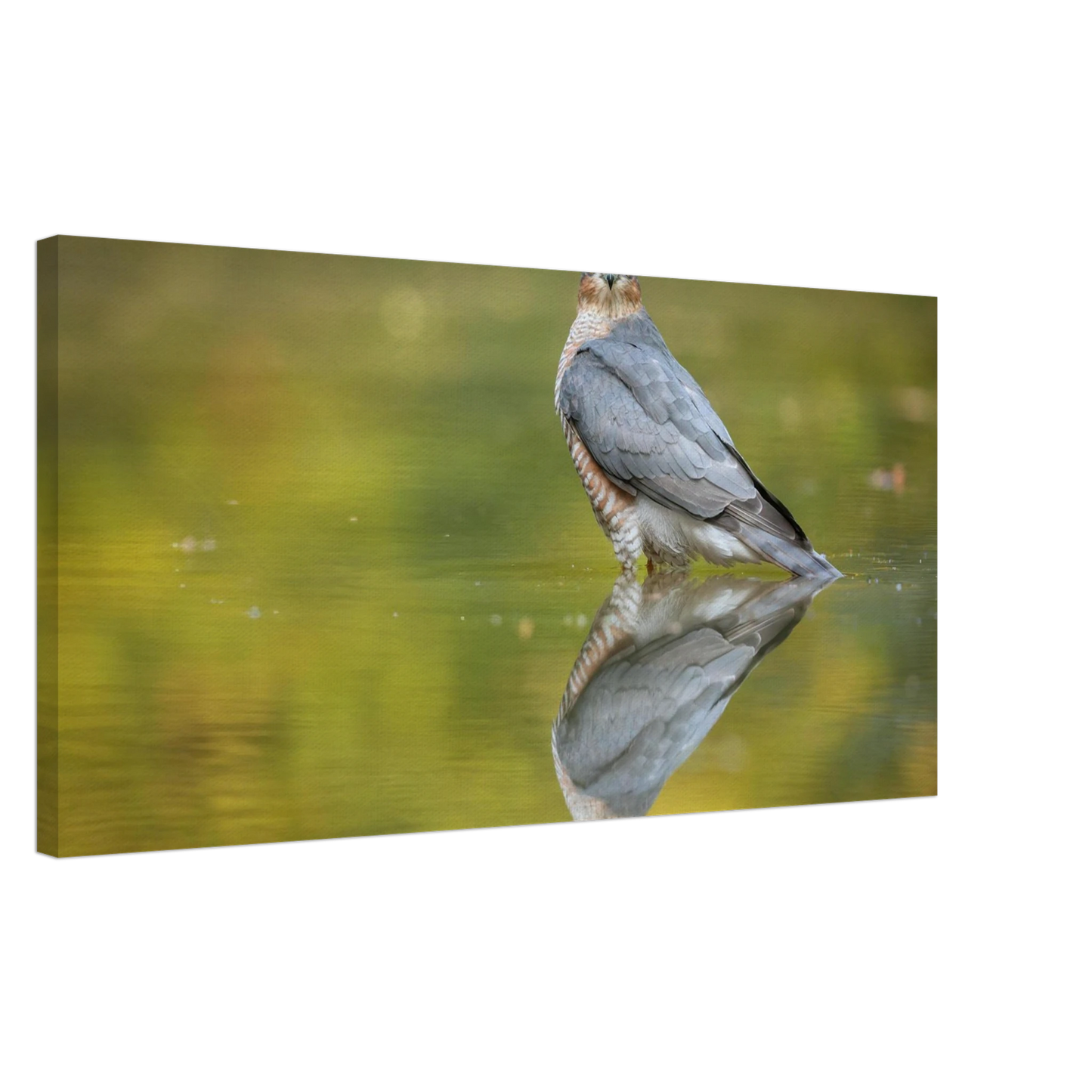 Wandbild mystischer sperber im morgengold faszinierende wildtierfotografie in ihrer wunschgroesse
