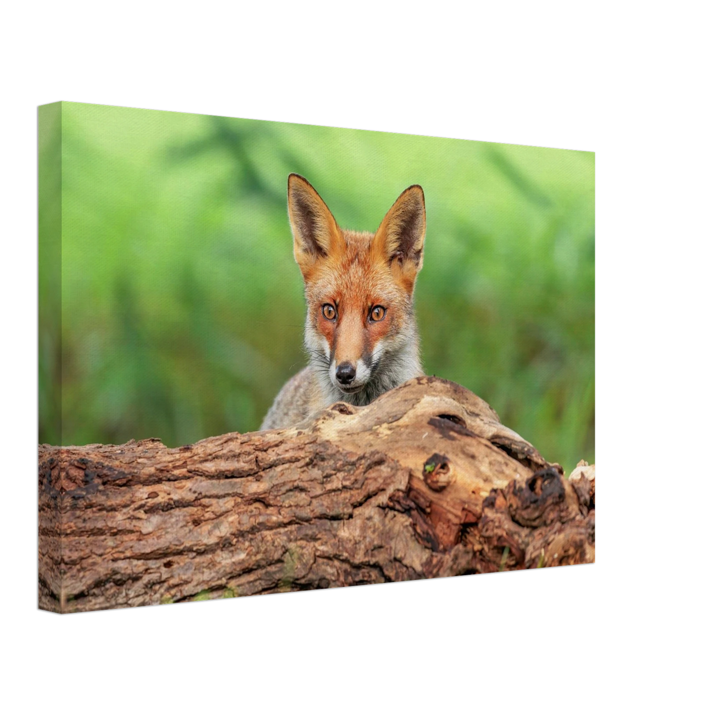 Wandbild fuchs im versteck einzigartige naturkunst fuer ihr zuhause