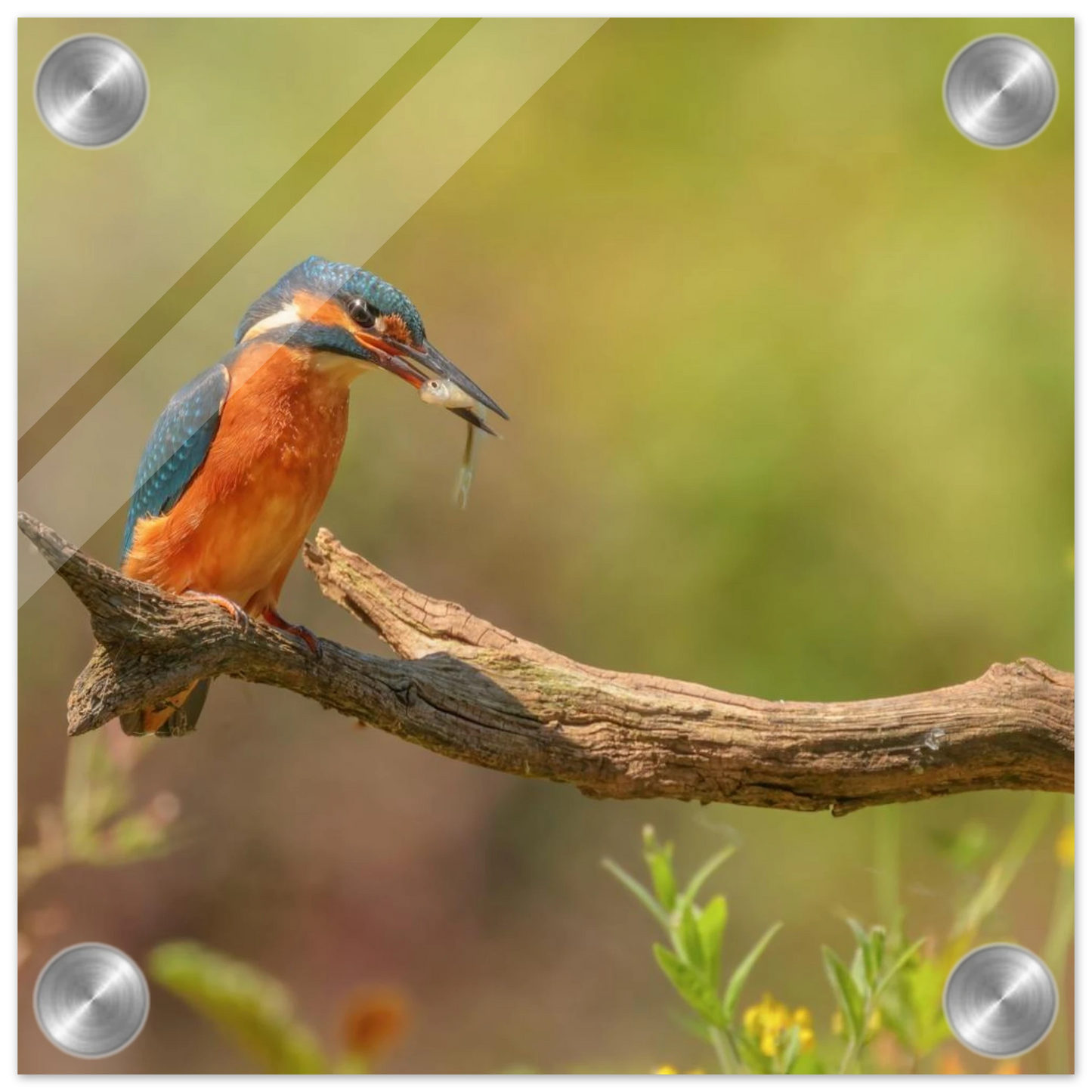 Wandbild eisvogel farbpracht leuchtende naturkunst fuer ihr zuhause in vielen groessen