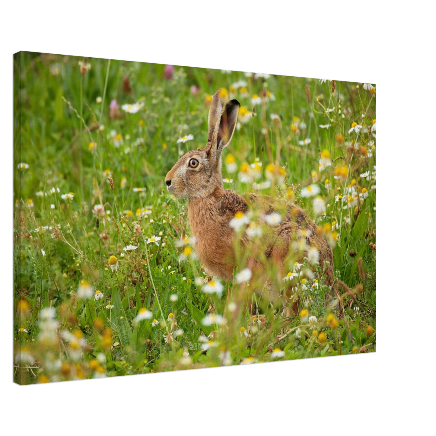 Wandbild Idyllische hasenwiese wandbild waehle dein wunschformat