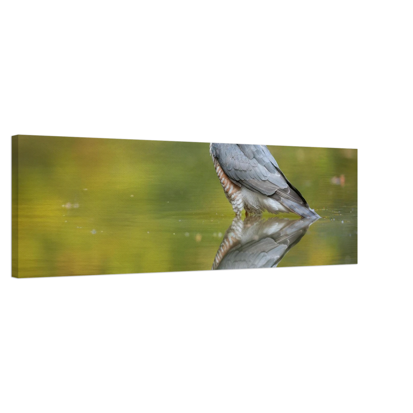 Wandbild mystischer sperber im morgengold faszinierende wildtierfotografie in ihrer wunschgroesse