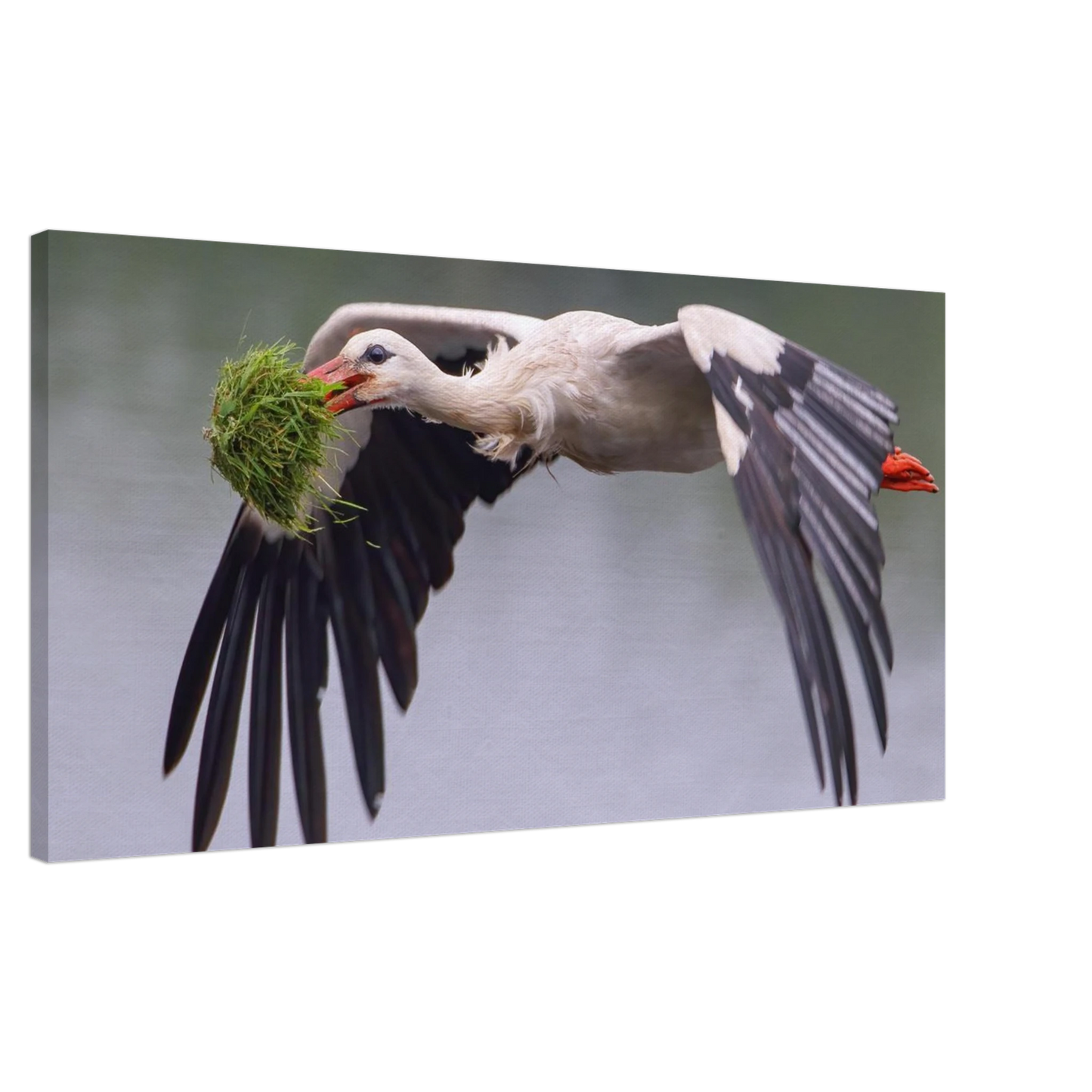 Wandbild nestbauender weissstorch im flug lebendige naturfotografie fuer ihr zuhause