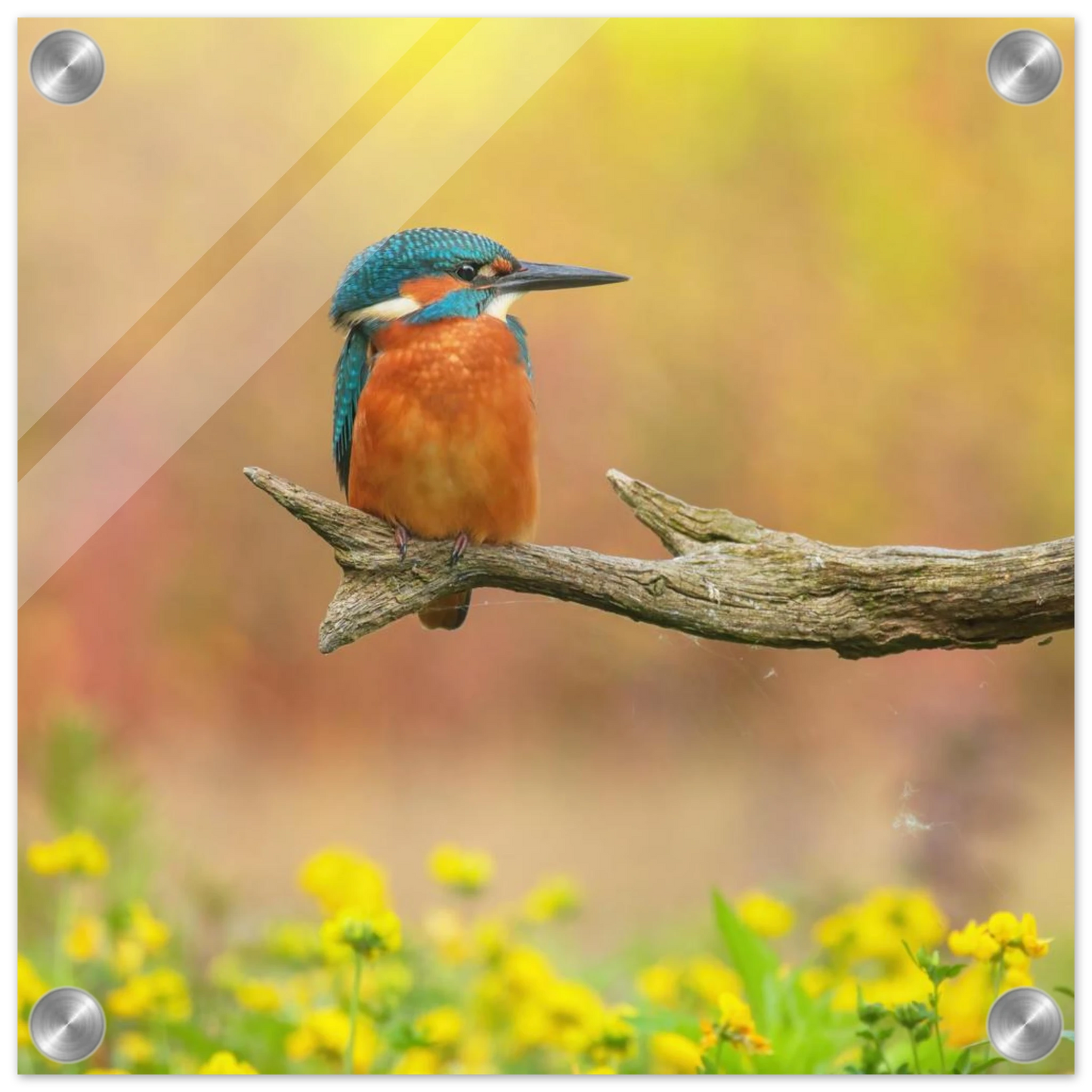 Wandbild eisvogel lebendige naturkunst fuer ihr zuhause in ihrer wunschgroesse