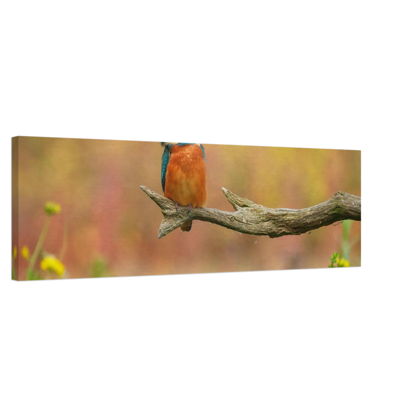 Wandbild eisvogel lebendige naturkunst fuer ihr zuhause in ihrer wunschgroesse