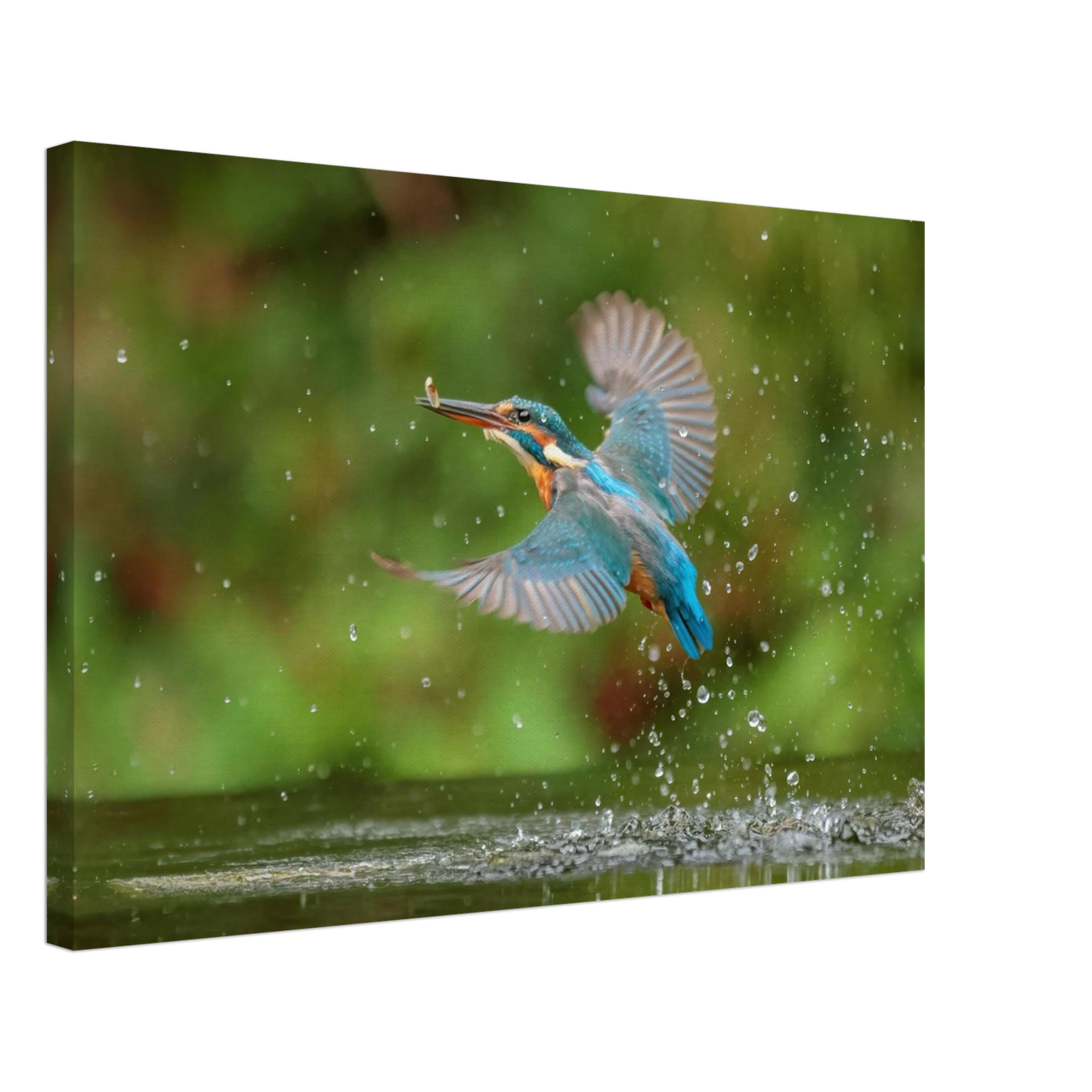 Wandbild eisvogel lebendige tierfotografie mit lebhaften blautoenen