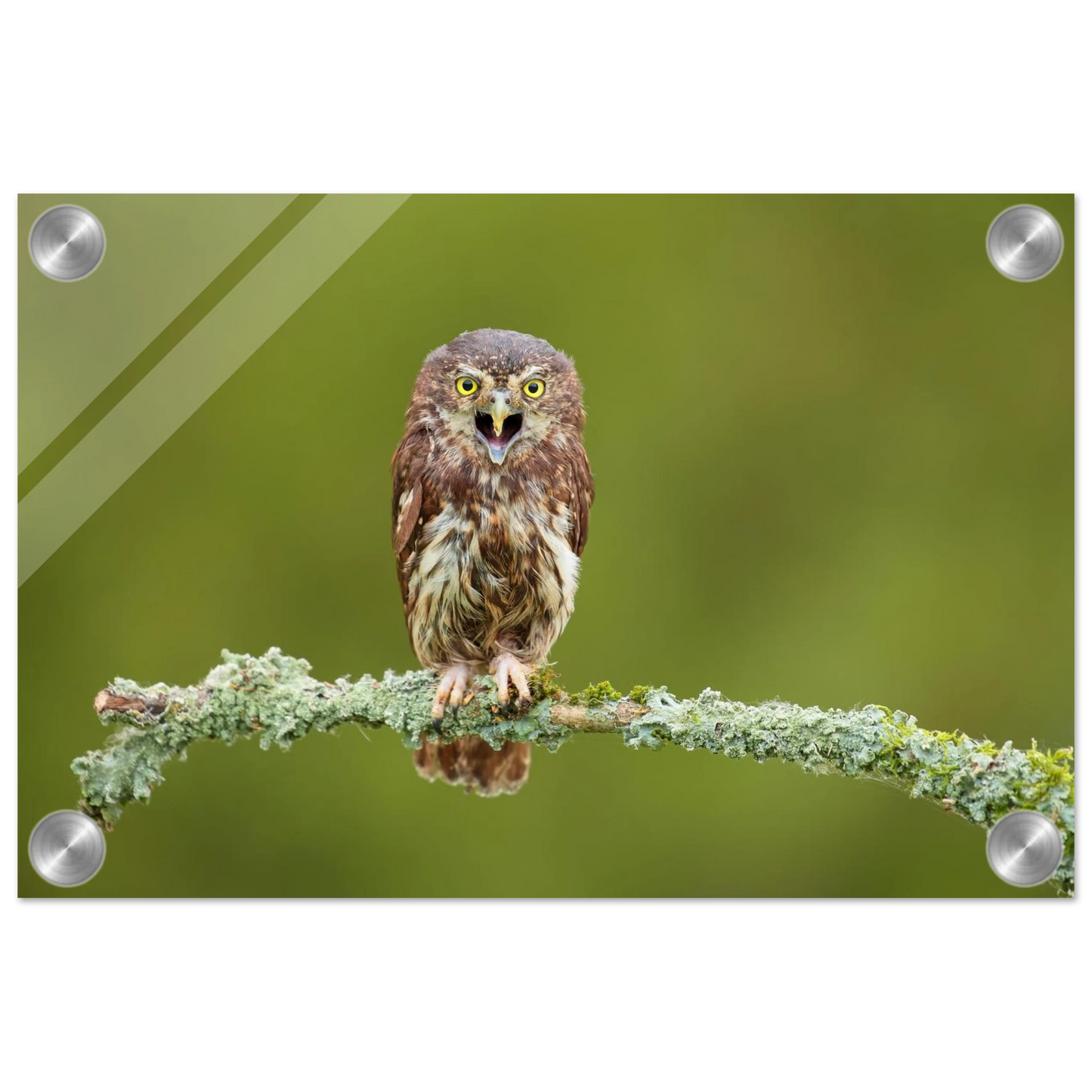 Wandbild rufer der wildnis faszinierendes eulen portraet mit leuchtenden augen fuer ihr zuhause