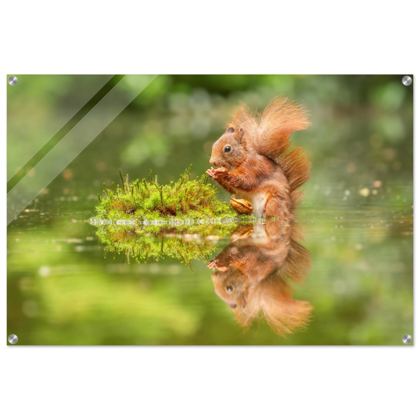 Wandbild bezauberndes eichhoernchen mit nuss ein spiegelbild der natur