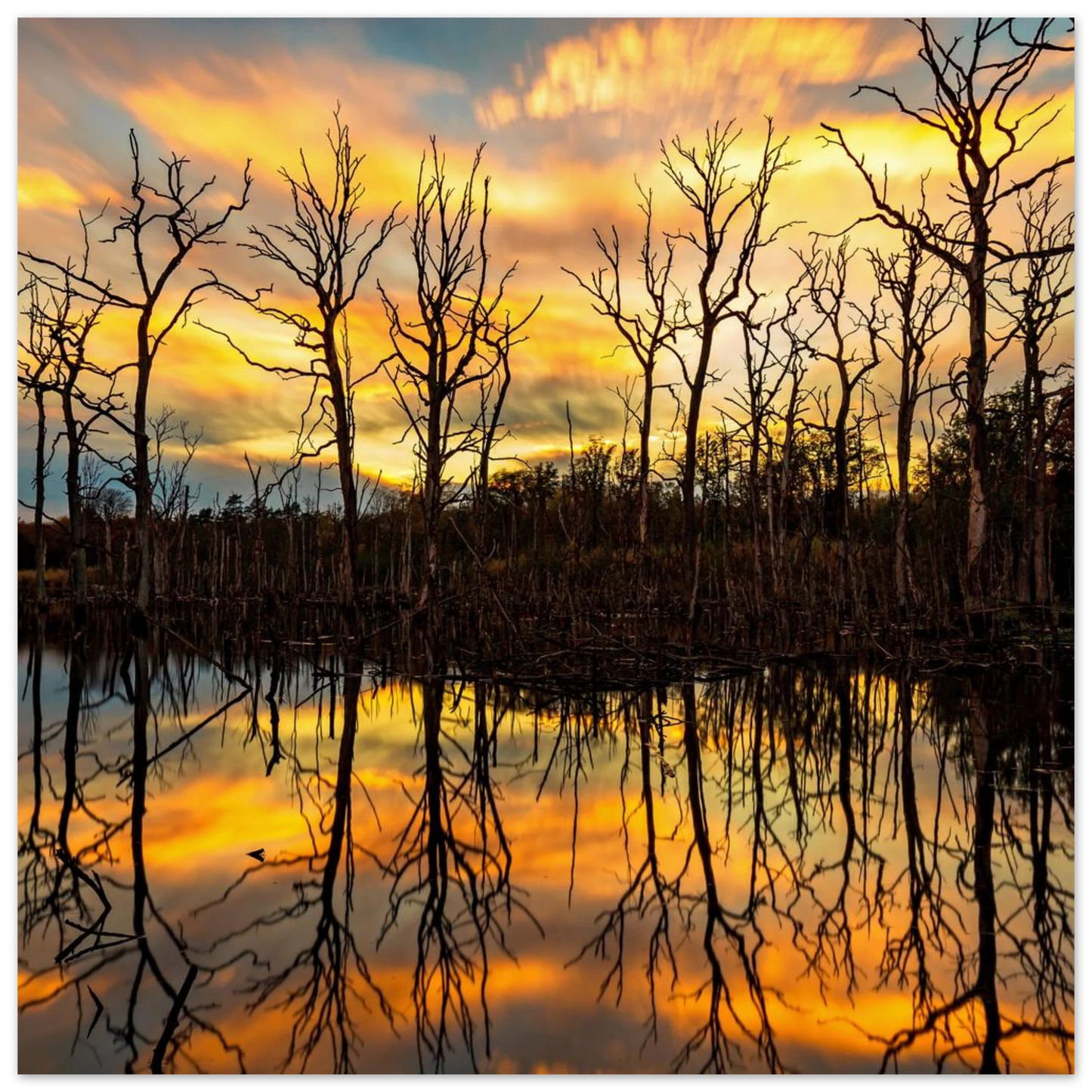 Wandbild mystischer sonnenuntergang ueber dem baumsee lebendige kunstdrucke in vielen groessen