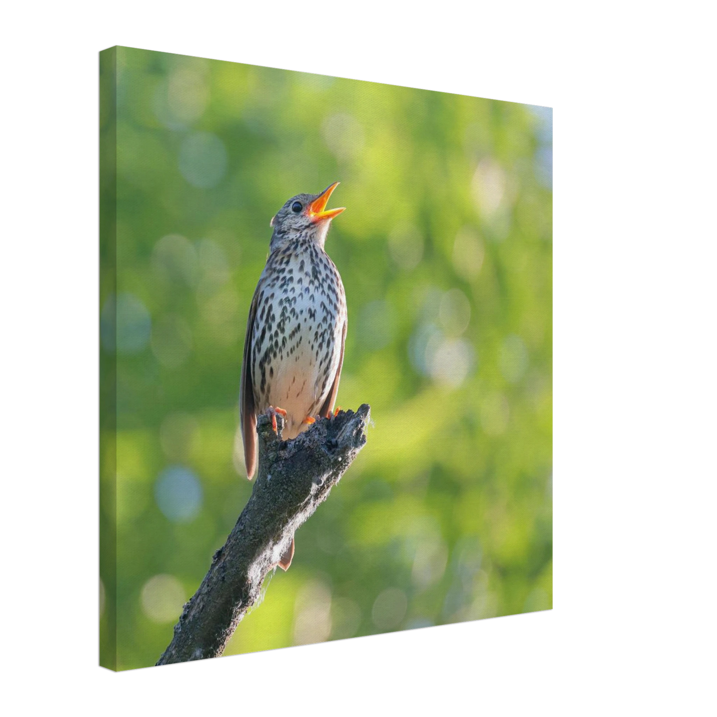 Wandbild bezaubernder singvogel in gruen ein naturportraet fuer ihr zuhause in vielen groessen