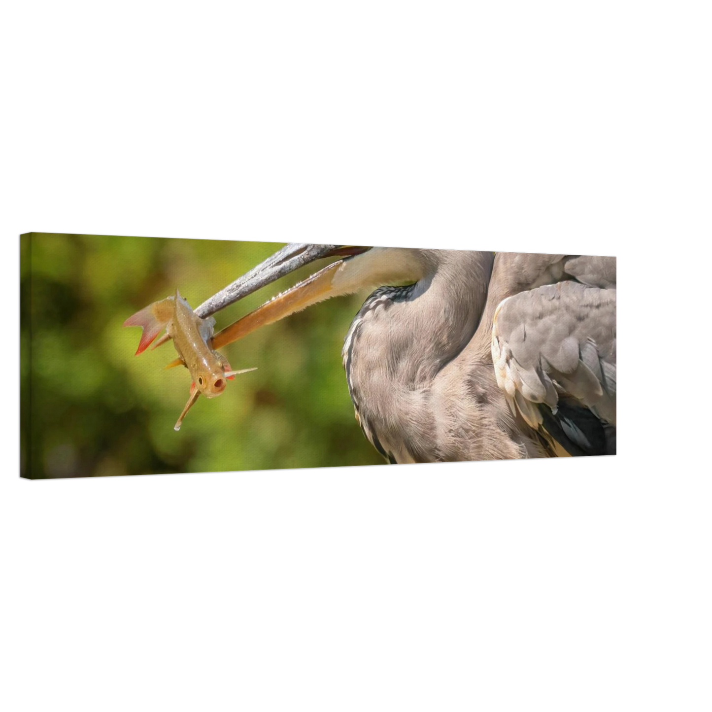 Wandbild graureiher mit fisch ein faszinierender moment in der natur verfuegbar in ihrer wunschgroesse