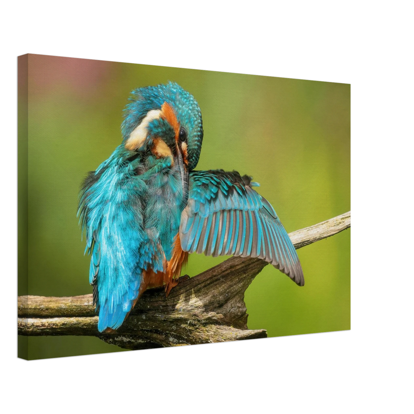 Wandbild eisvogel lebendige farbenpracht der natur auf leinwand