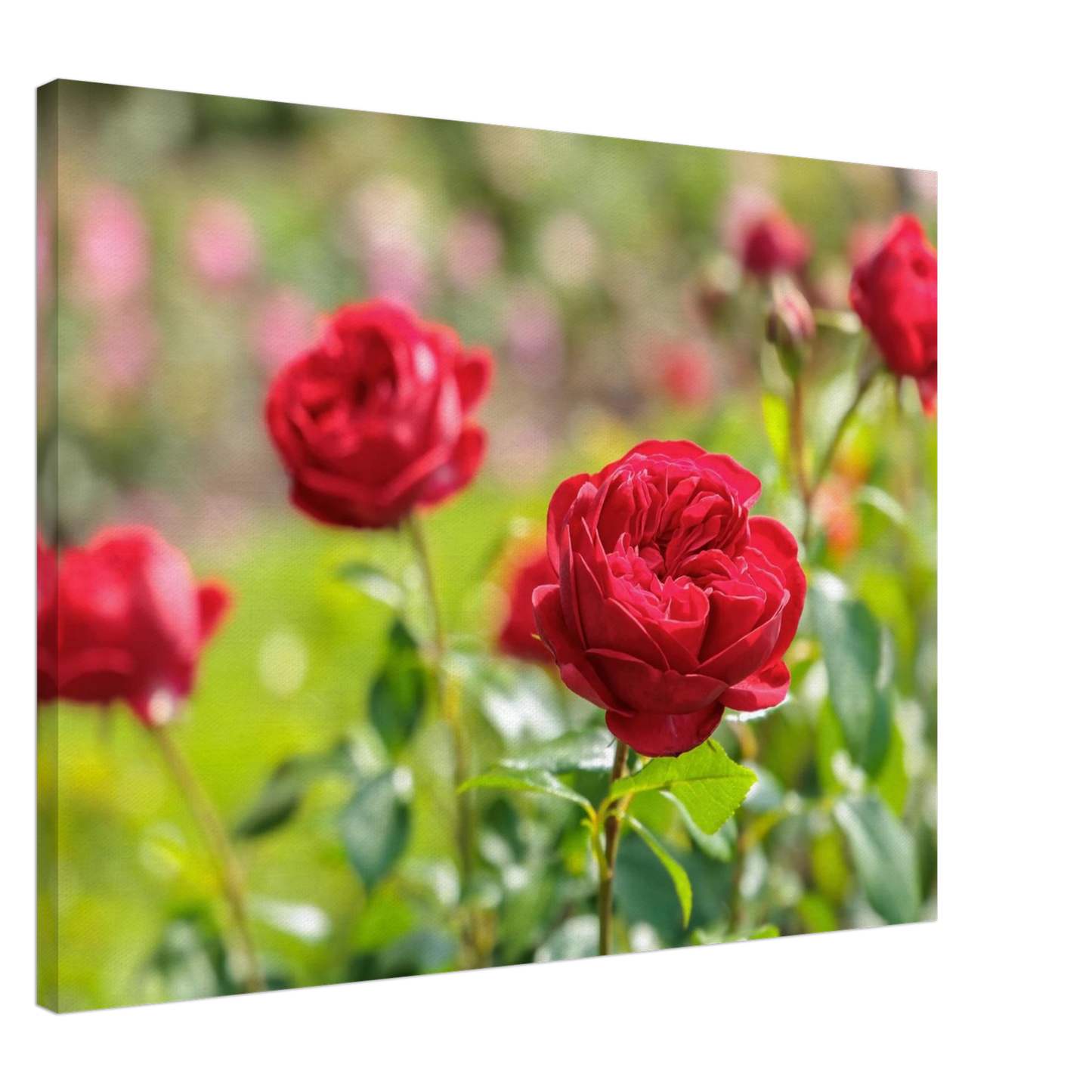 Wandbild rote rosen lebendige bluetenpracht fuer ihr zuhause in ihrer wunschgroesse